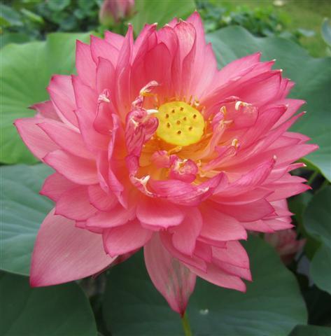 Senior Red - Bright Red-Orange Colored Lotus (Bare Root) - Play It Koi
