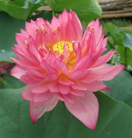 Senior Red - Bright Red-Orange Colored Lotus (Bare Root) - Play It Koi