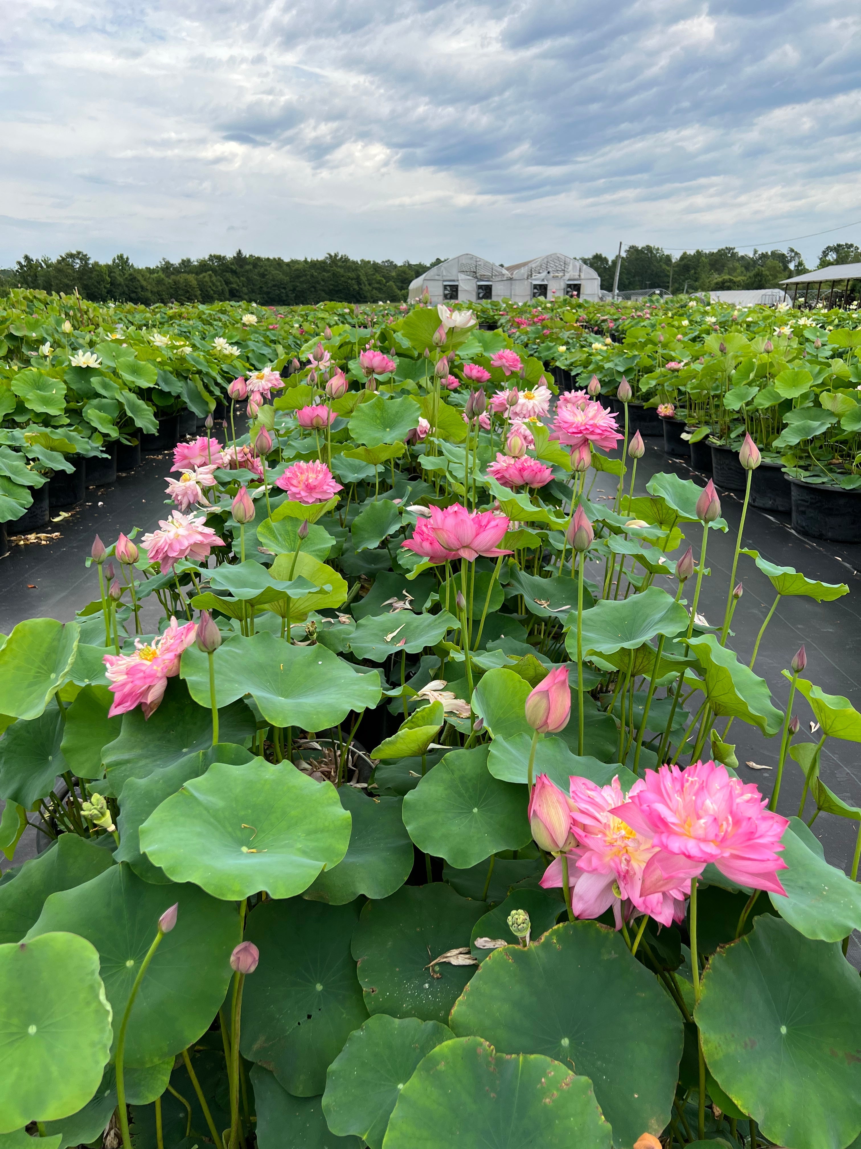 Shaoshan - Red City Series - Ten Mile Creek Nursery