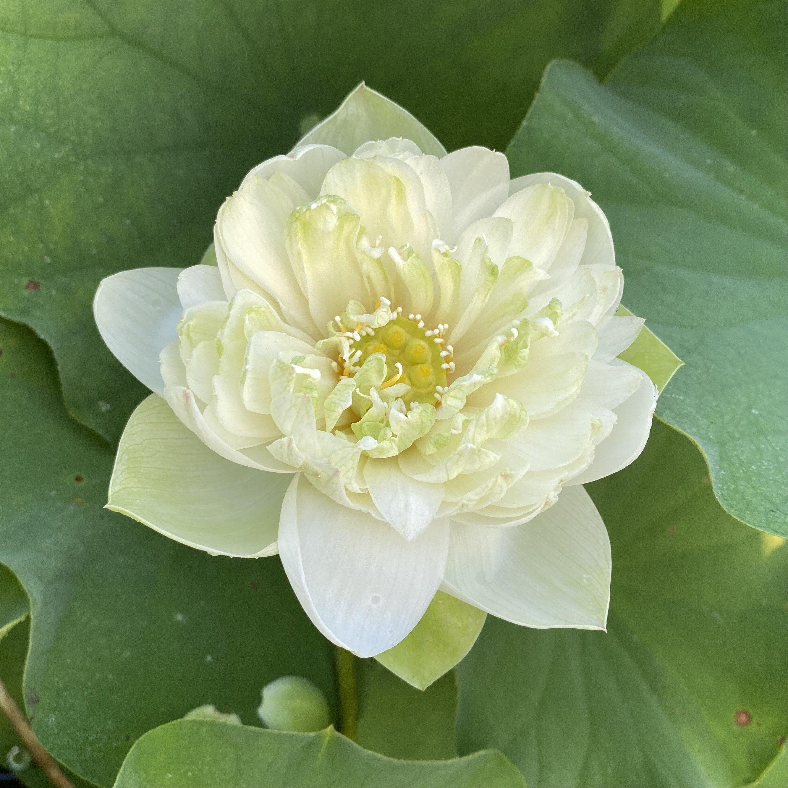 Shiroman Lotus (Bare Root) - Play It Koi