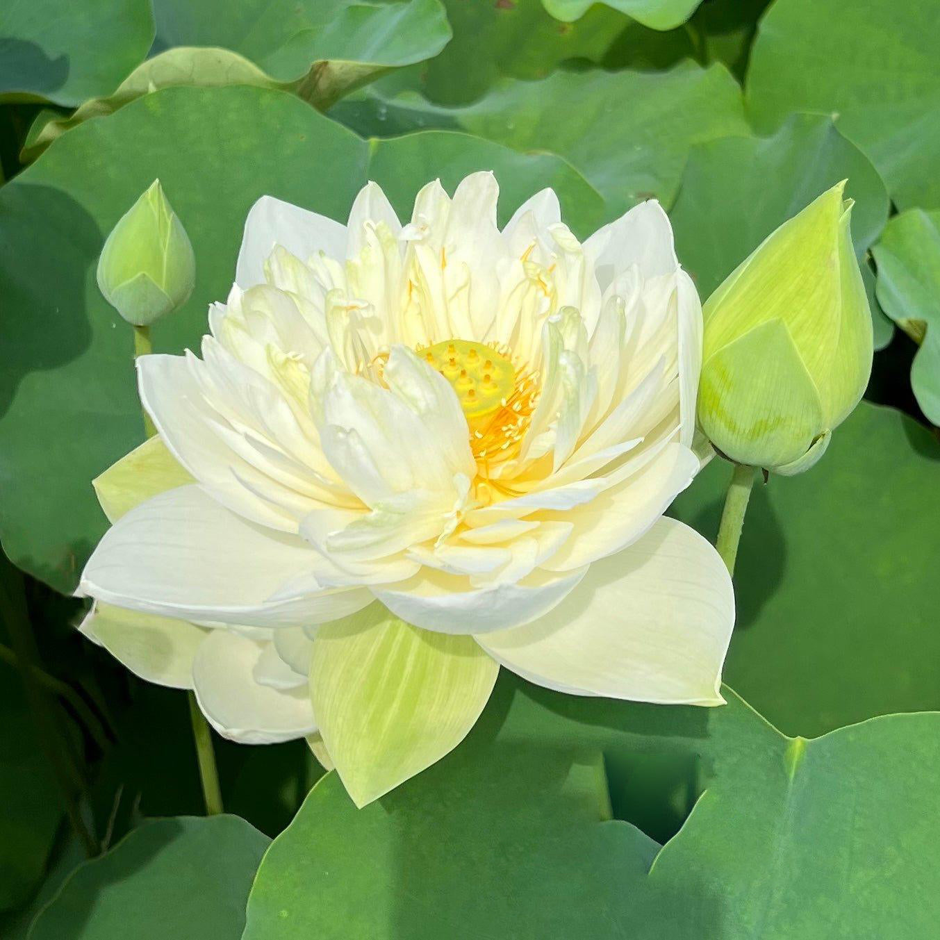 Shiroman Lotus (Bare Root) - Play It Koi