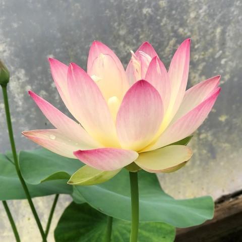 Sing Birdie Sing Lotus (Bare Root) - Play It Koi