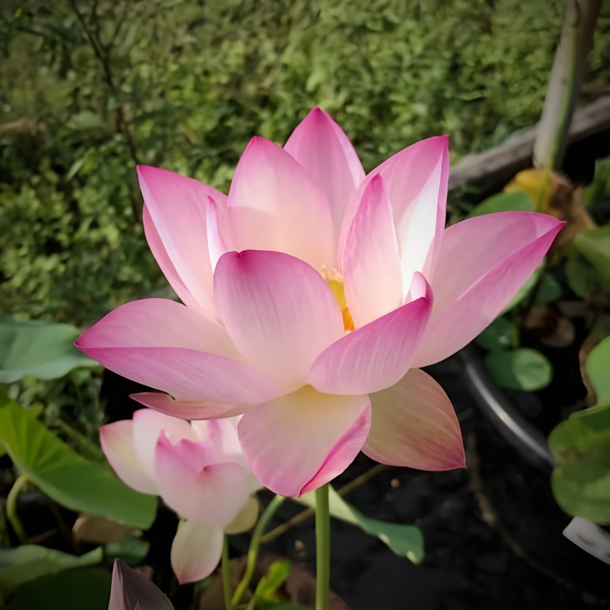 Sing Birdie Sing Lotus (Bare Root) - Play It Koi