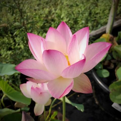 Sing Birdie Sing Lotus (Bare Root) - Play It Koi