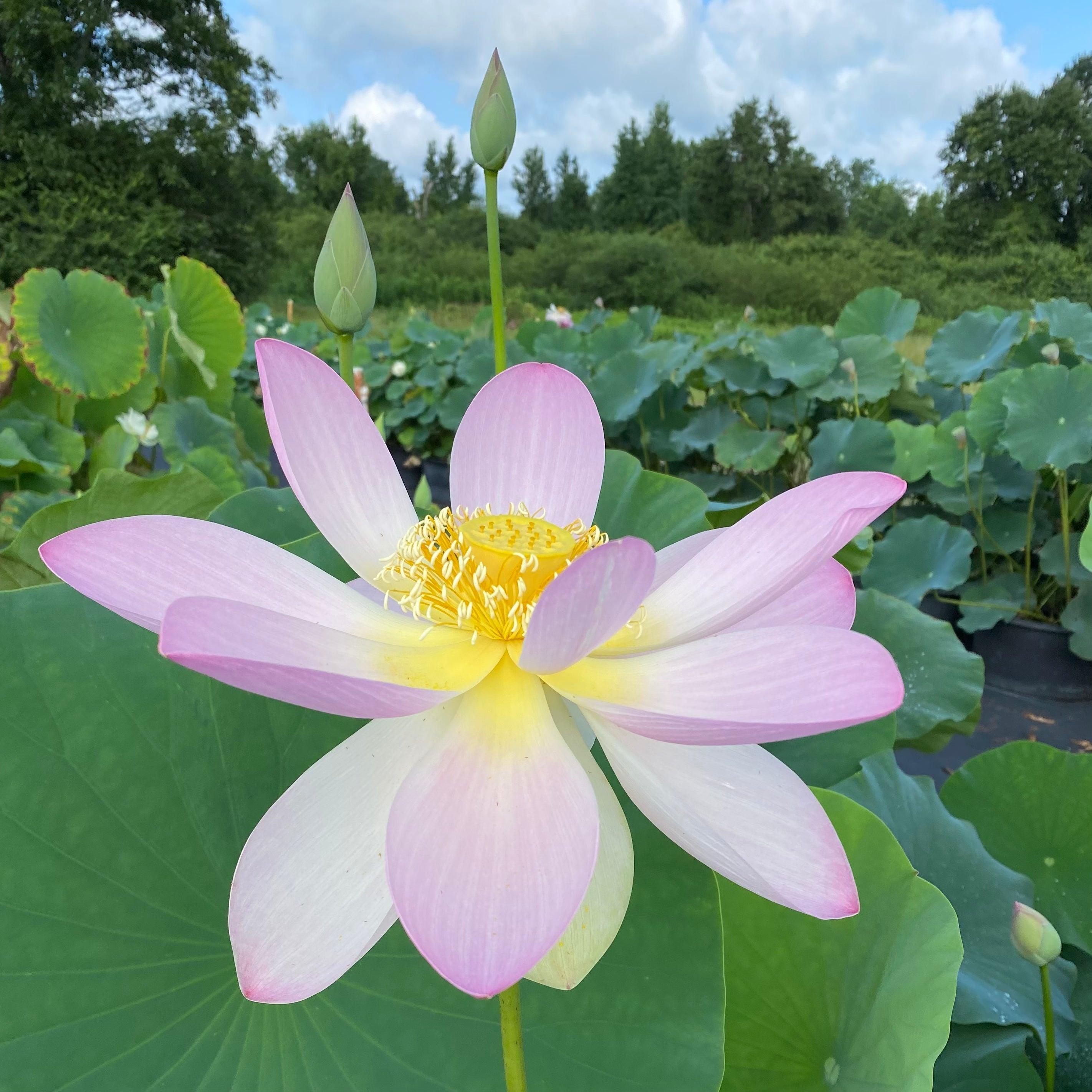Sino-American Excellence Lotus (Bare Root) - Play It Koi