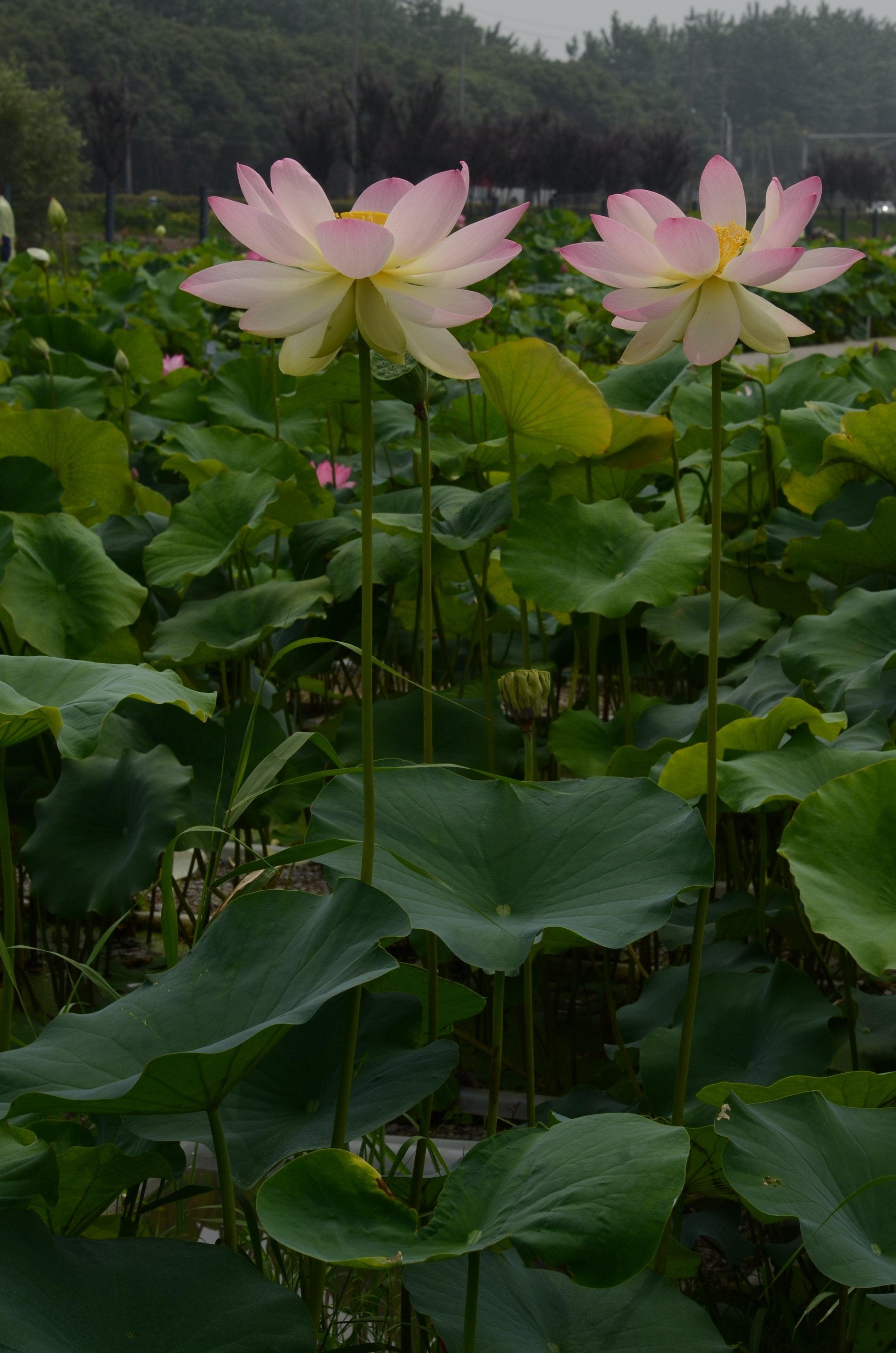 Sino-American Excellence Lotus (Bare Root) - Play It Koi