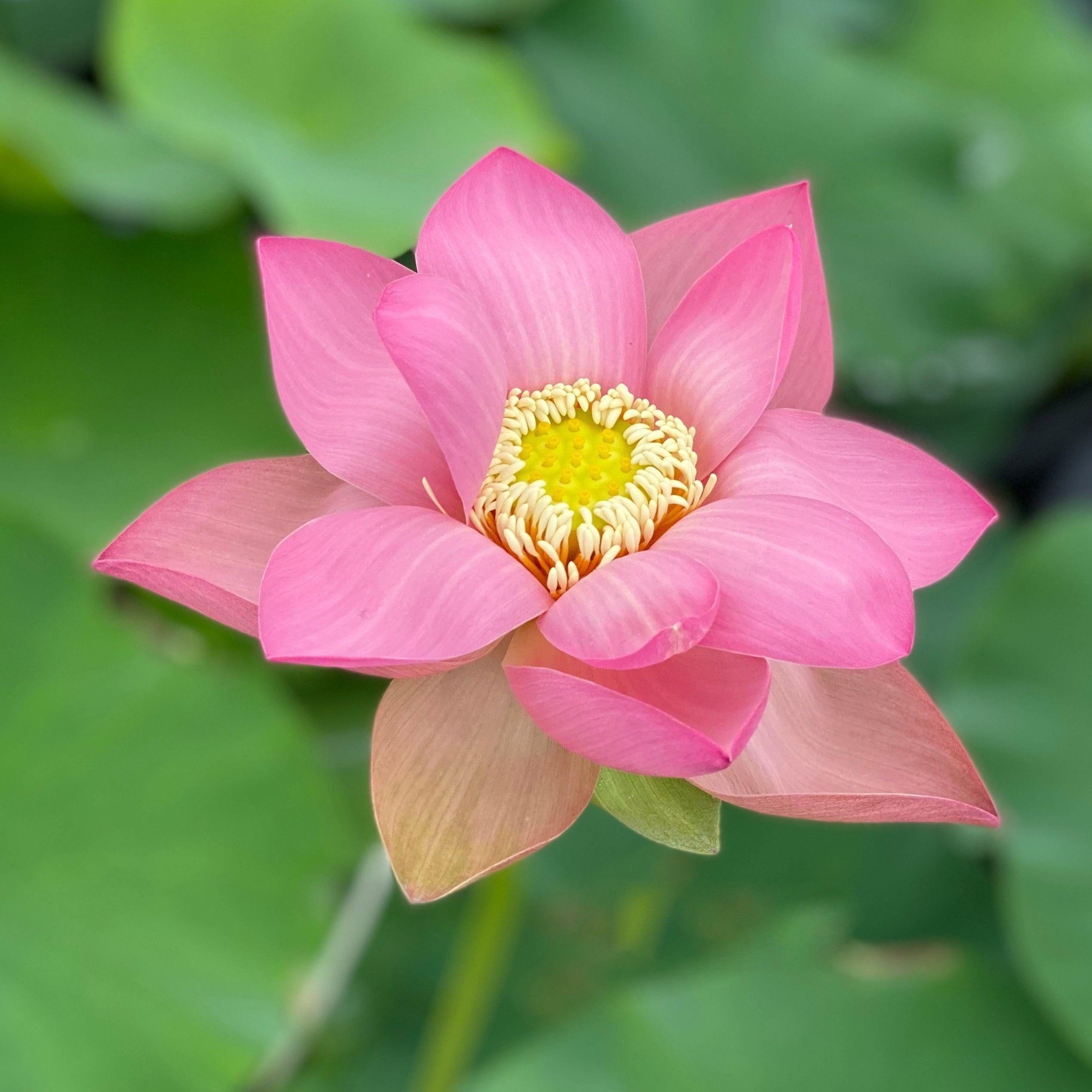 Sino-American Excellence Lotus (Bare Root) - Play It Koi