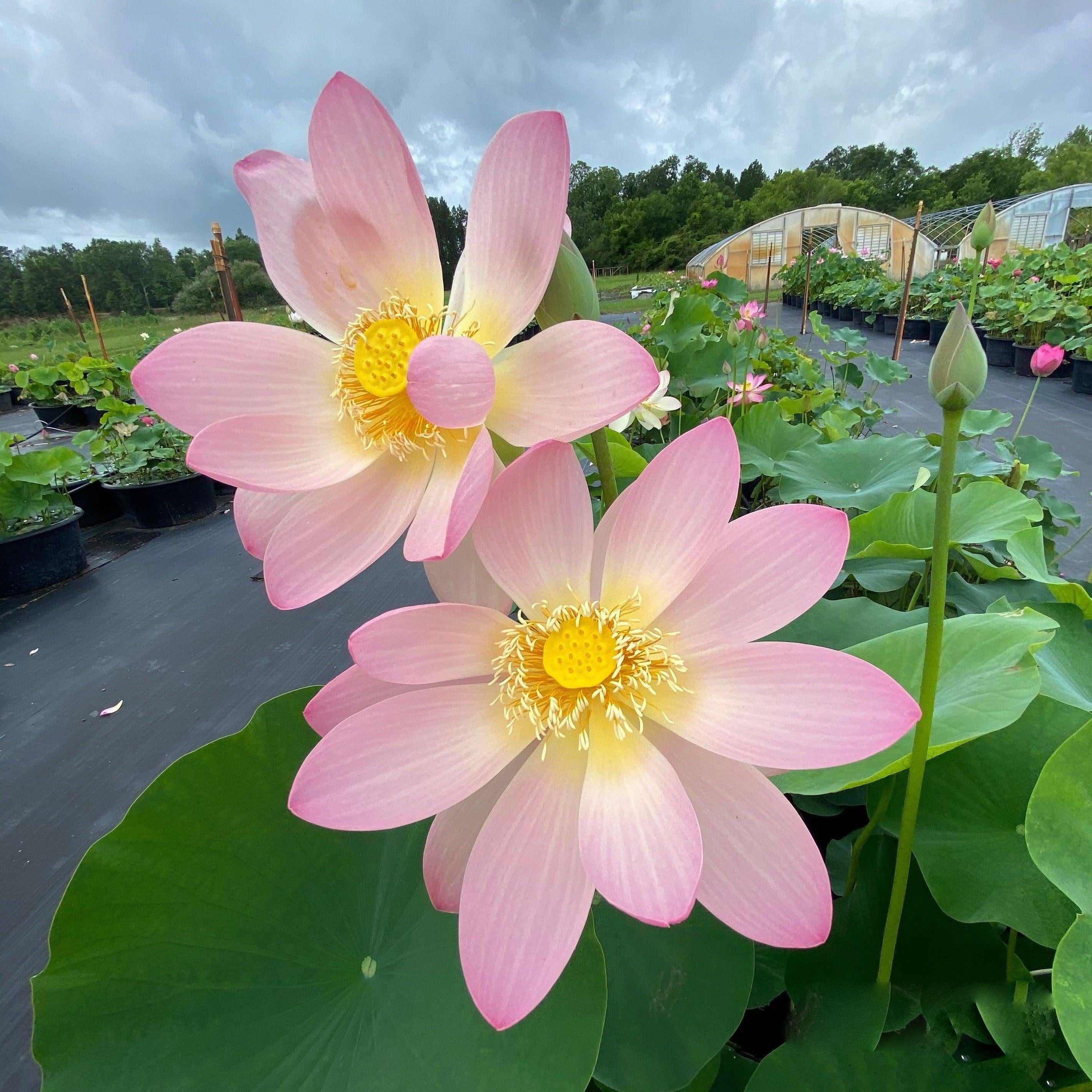 Sino-American Excellence Lotus (Bare Root)