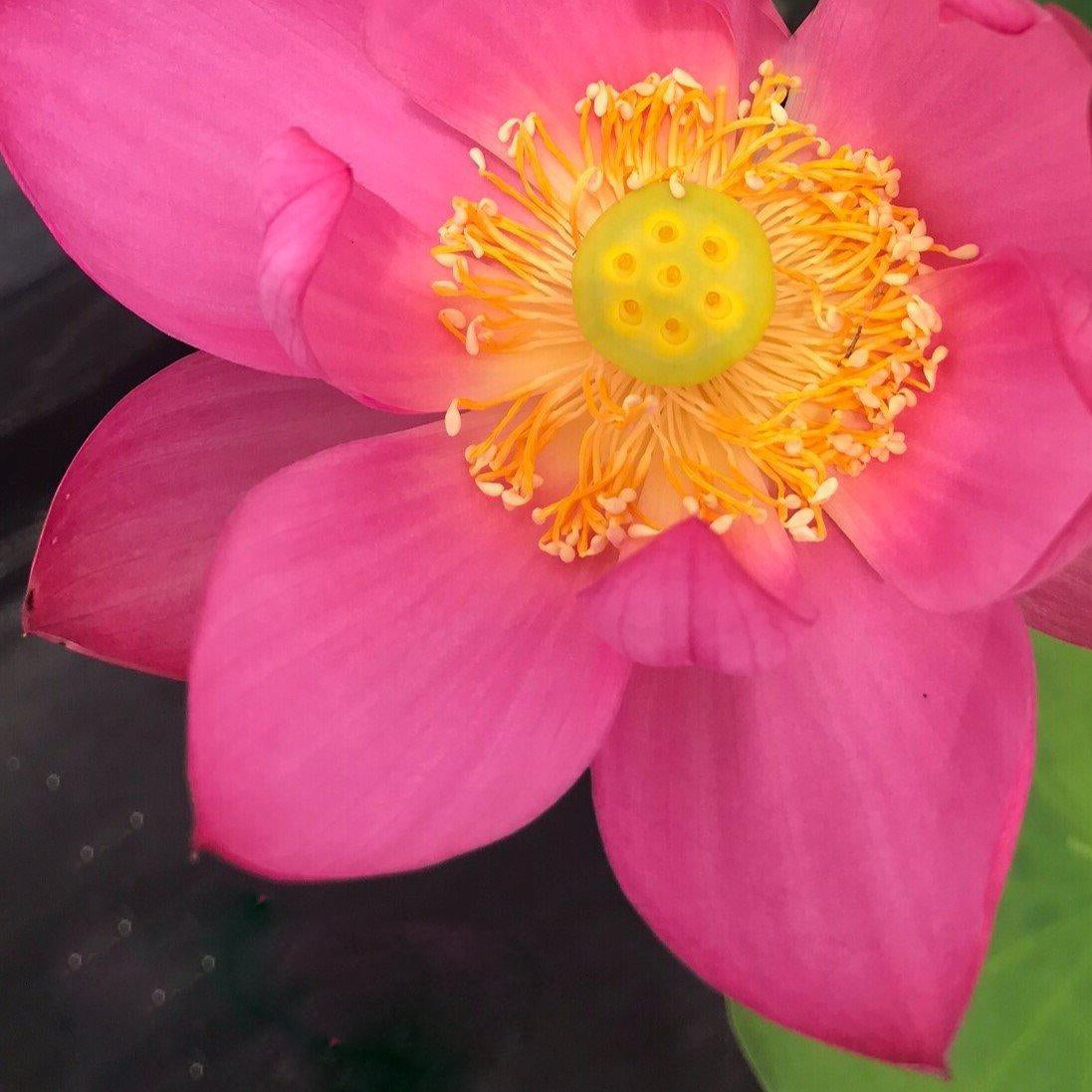 Slim Red Fingers Lotus (Bare Root) - Play It Koi