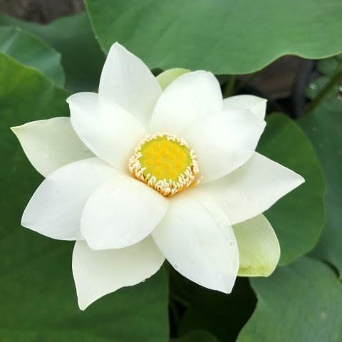 Snow Beauty - Pure White Beauty Lotus (Bare Root) - Play It Koi