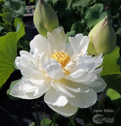 Snow White Lotus (Bare Root) - Play It Koi