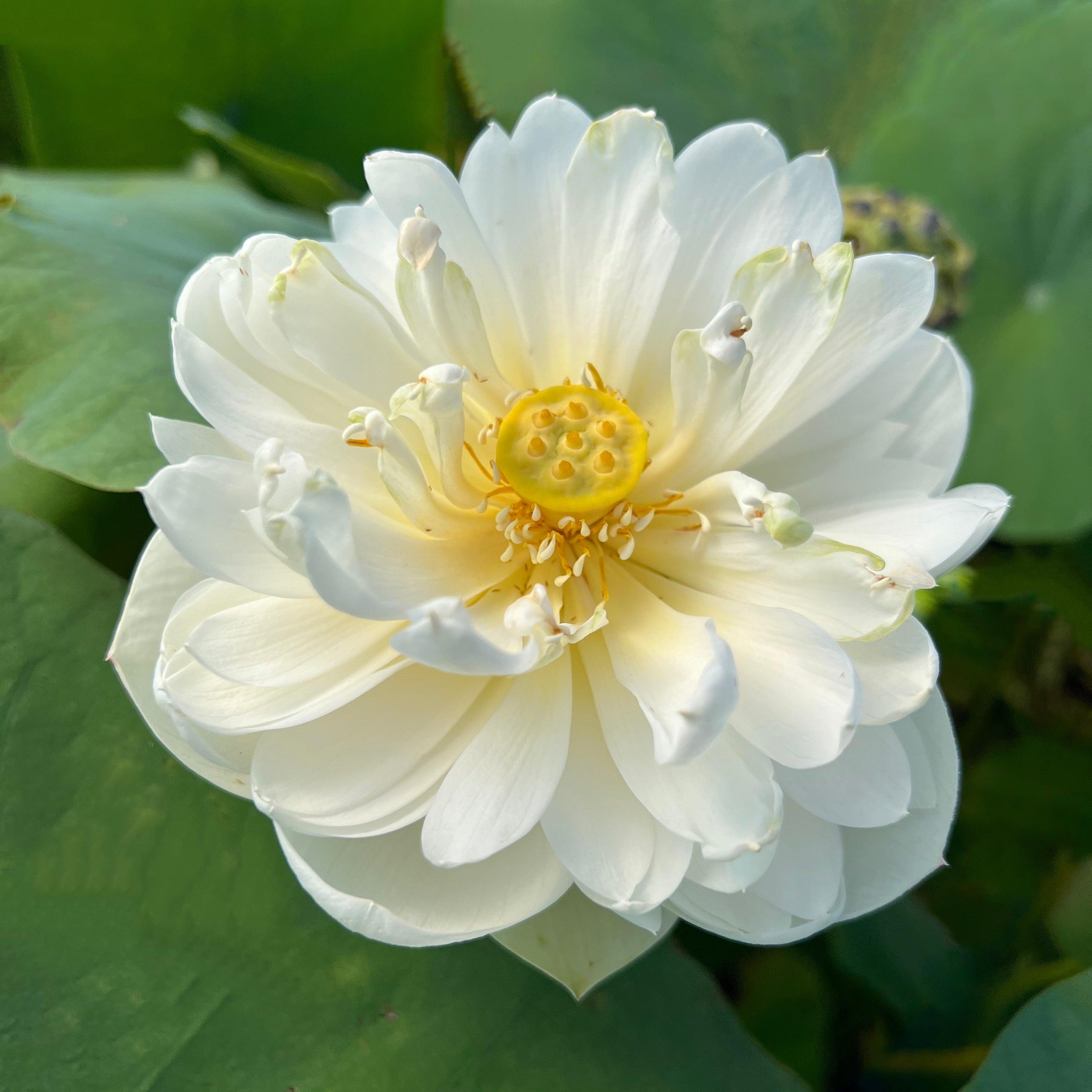 Snow White Lotus (Bare Root) - Play It Koi