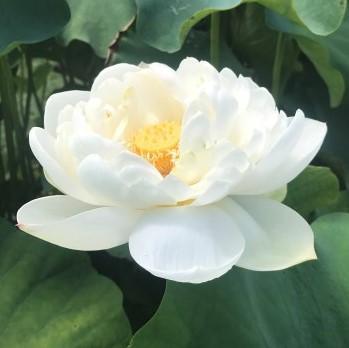 Snow White Lotus (Bare Root) - Play It Koi