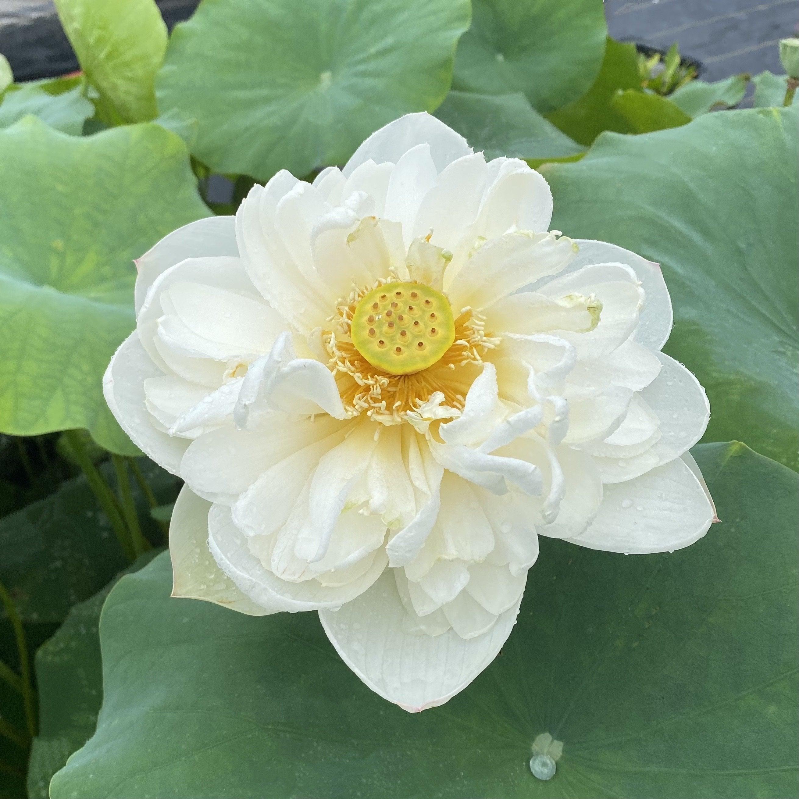 Snow White Lotus (Bare Root) - Play It Koi