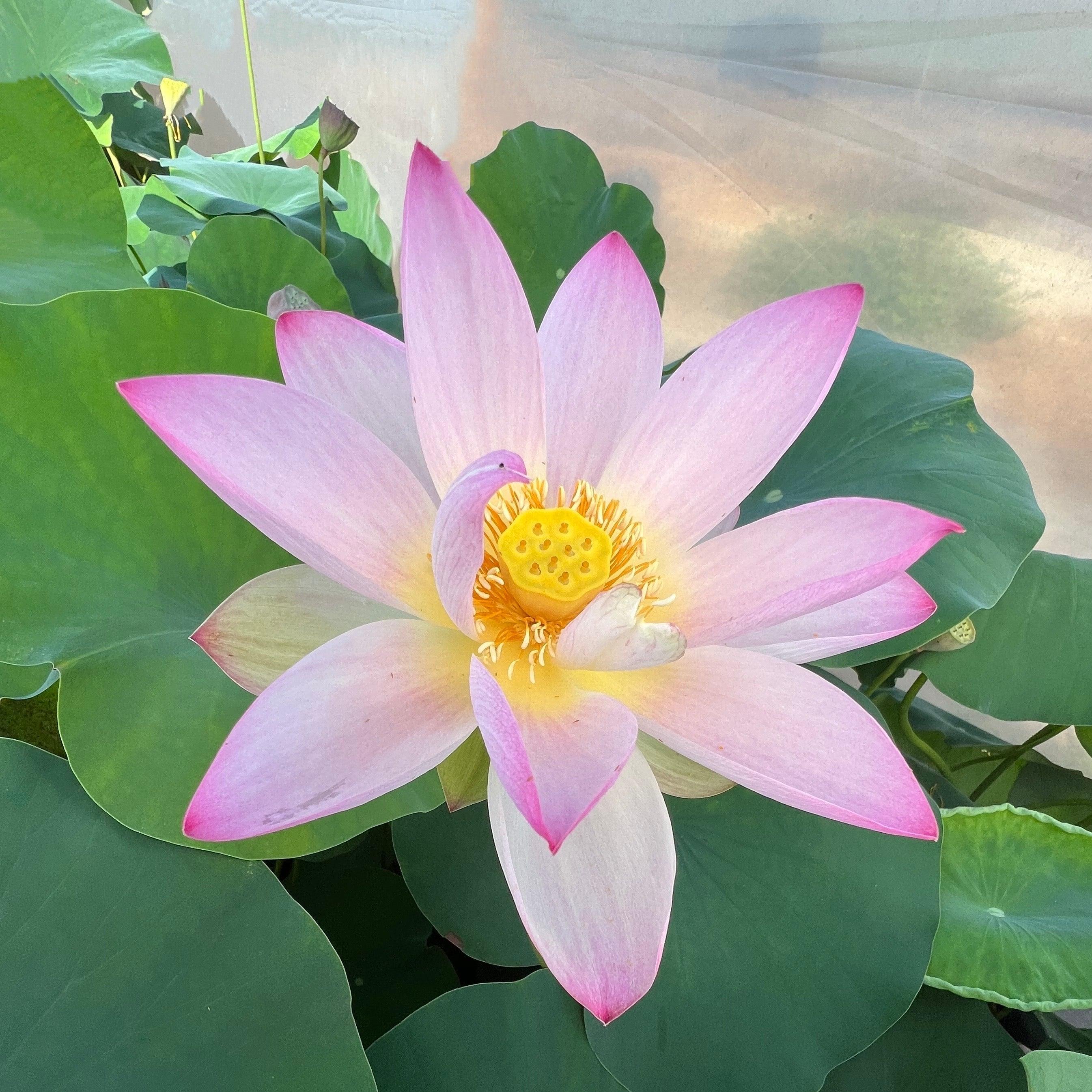 Somahai - A Flower Forest Lotus (Bare Root) - Play It Koi