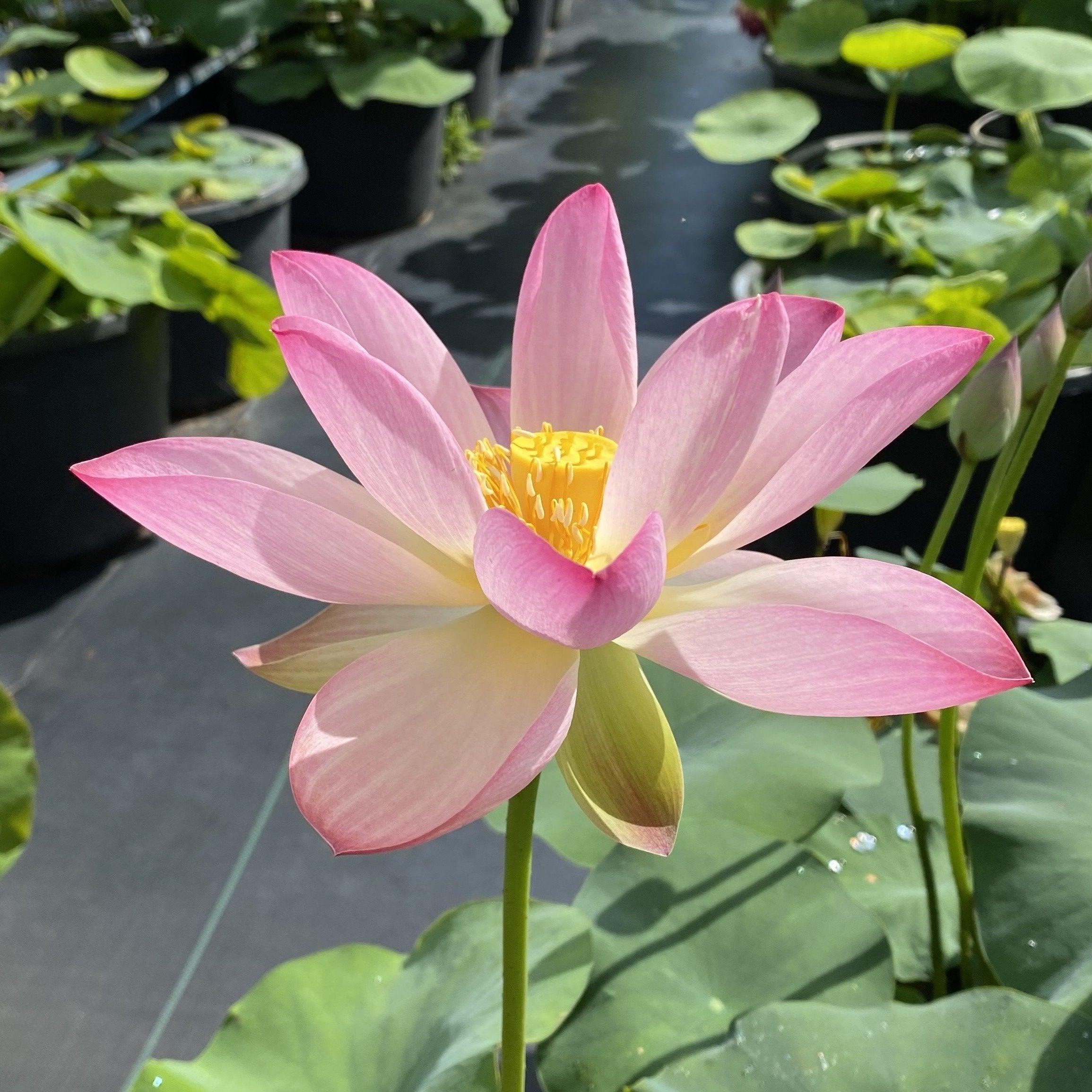 Somahai - A Flower Forest Lotus (Bare Root) - Play It Koi