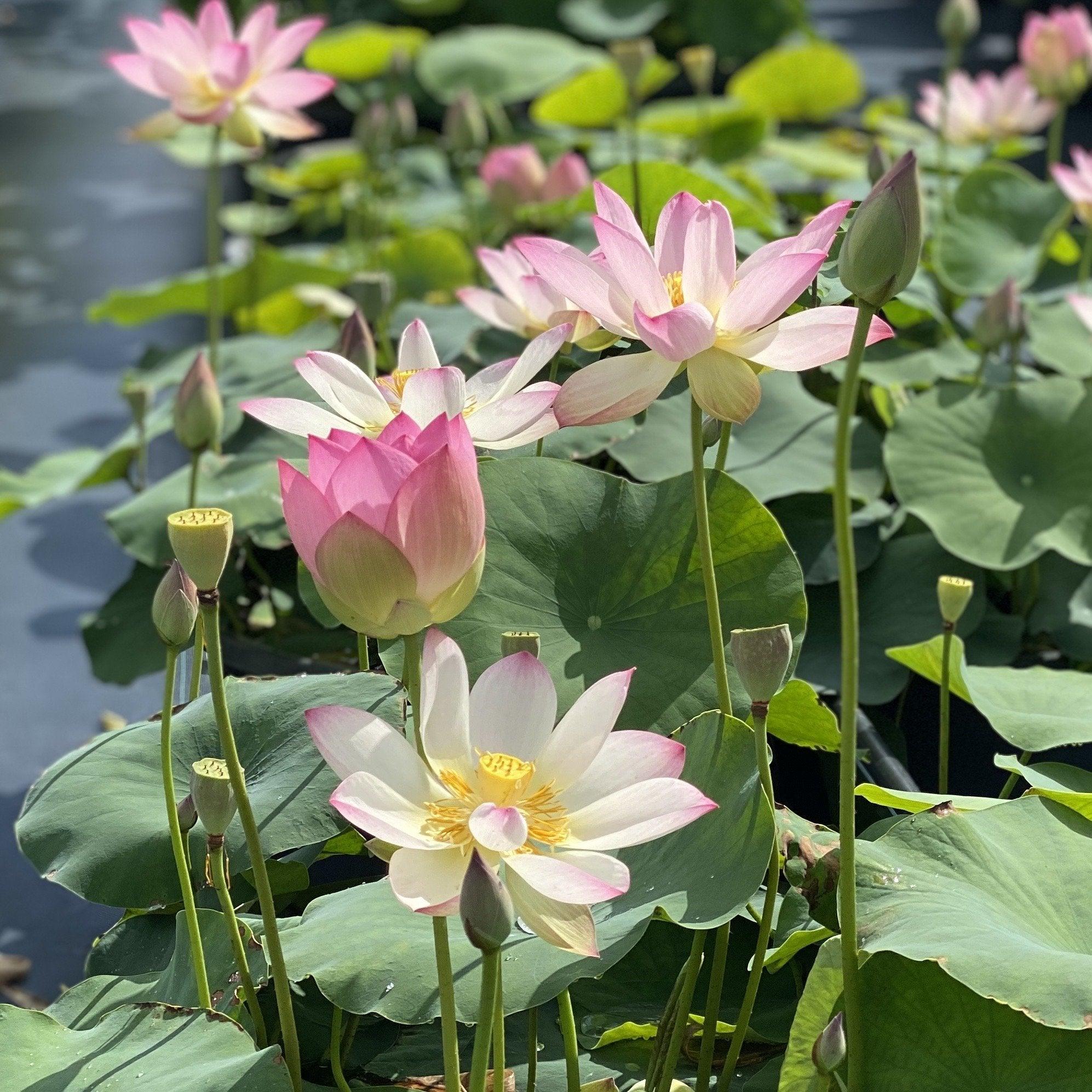 Somahai - A Flower Forest Lotus (Bare Root) - Play It Koi