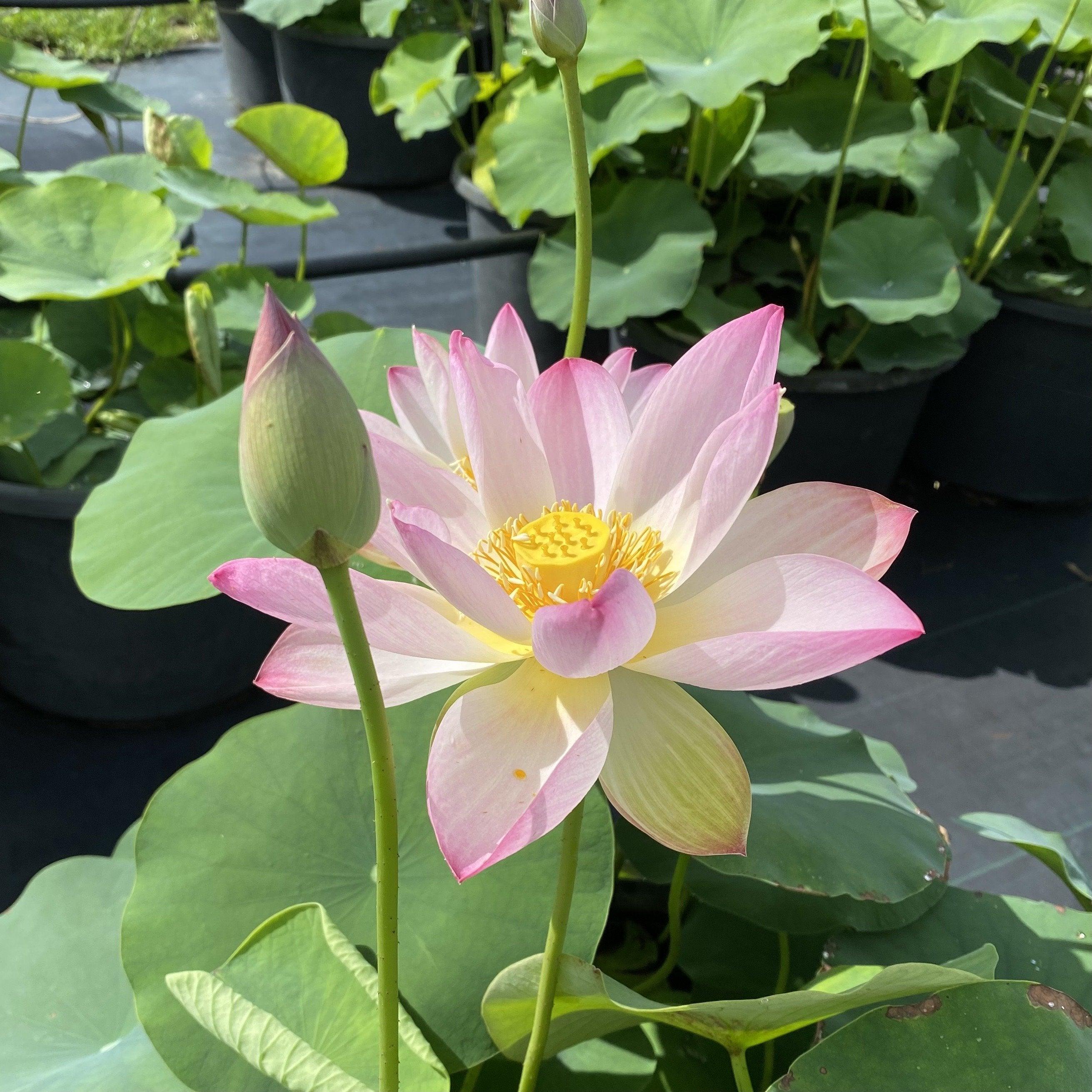 Somahai - A Flower Forest Lotus (Bare Root) - Play It Koi