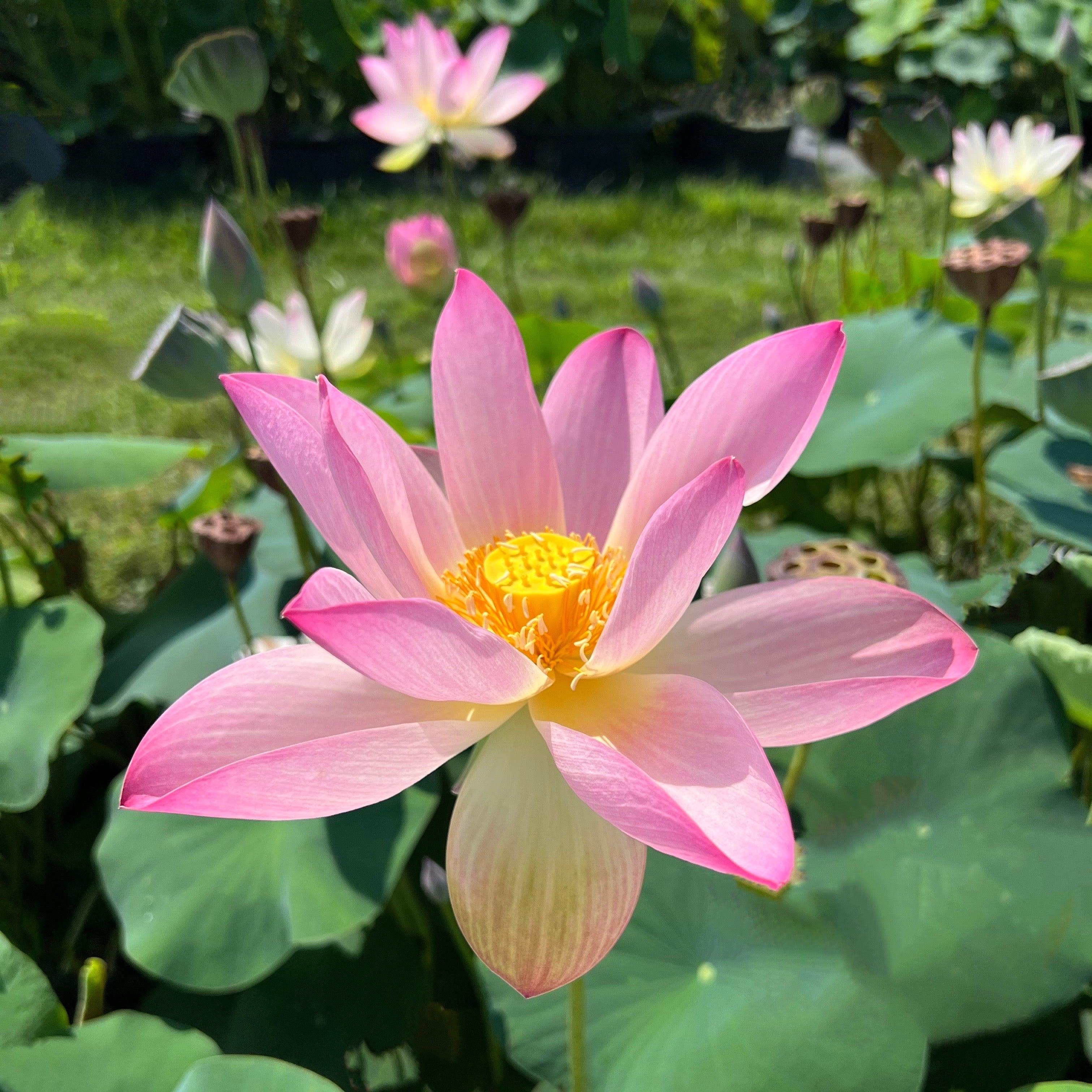 Somahai - A Flower Forest Lotus (Bare Root) - Play It Koi