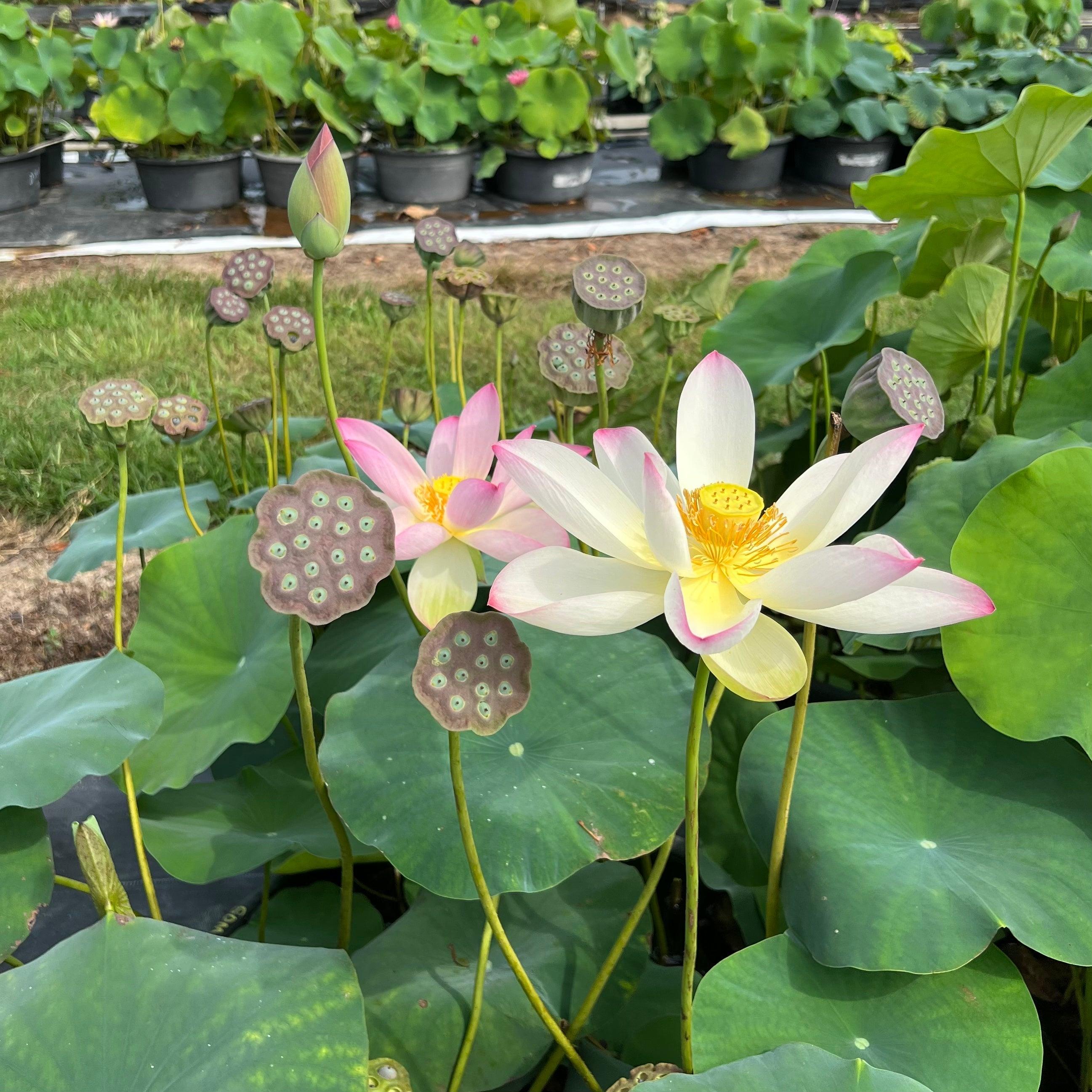 Somahai - A Flower Forest Lotus (Bare Root) - Play It Koi