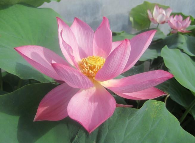 Sparks Lotus (Bare Root) - Play It Koi