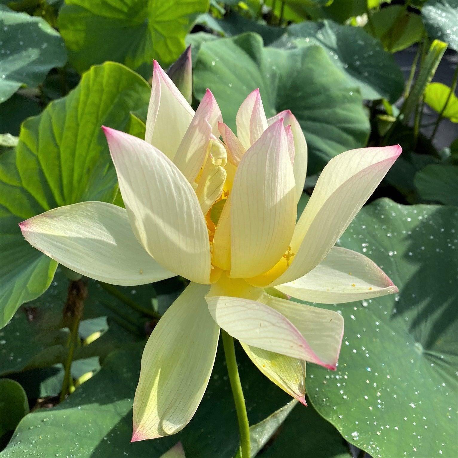 Splendid Sunset Lotus (Bare Root) - Play It Koi