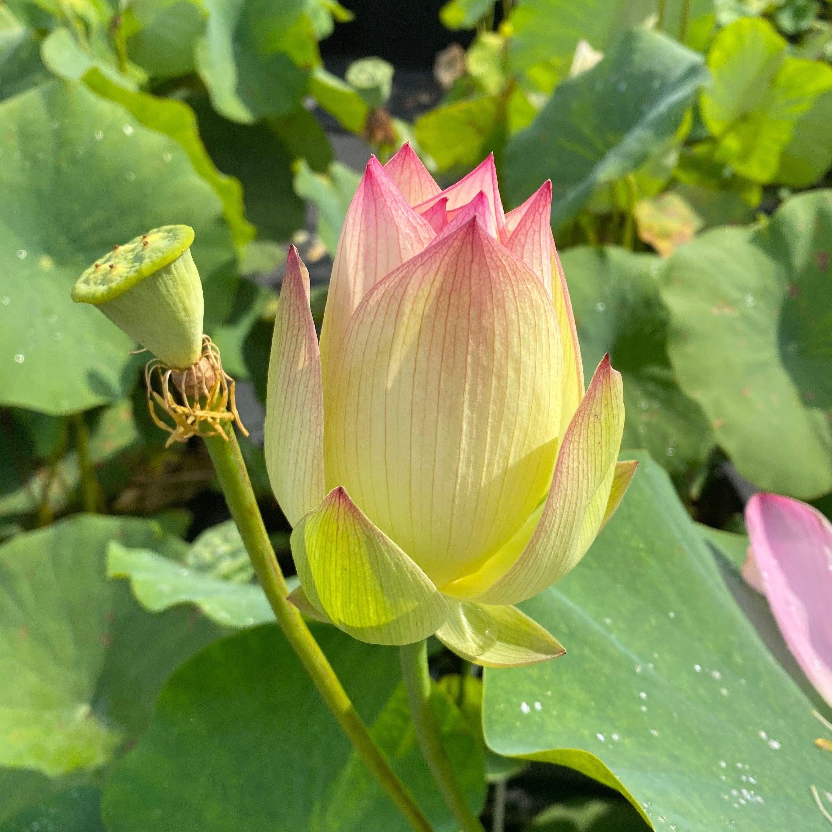 Splendid Sunset Lotus (Bare Root) - Play It Koi