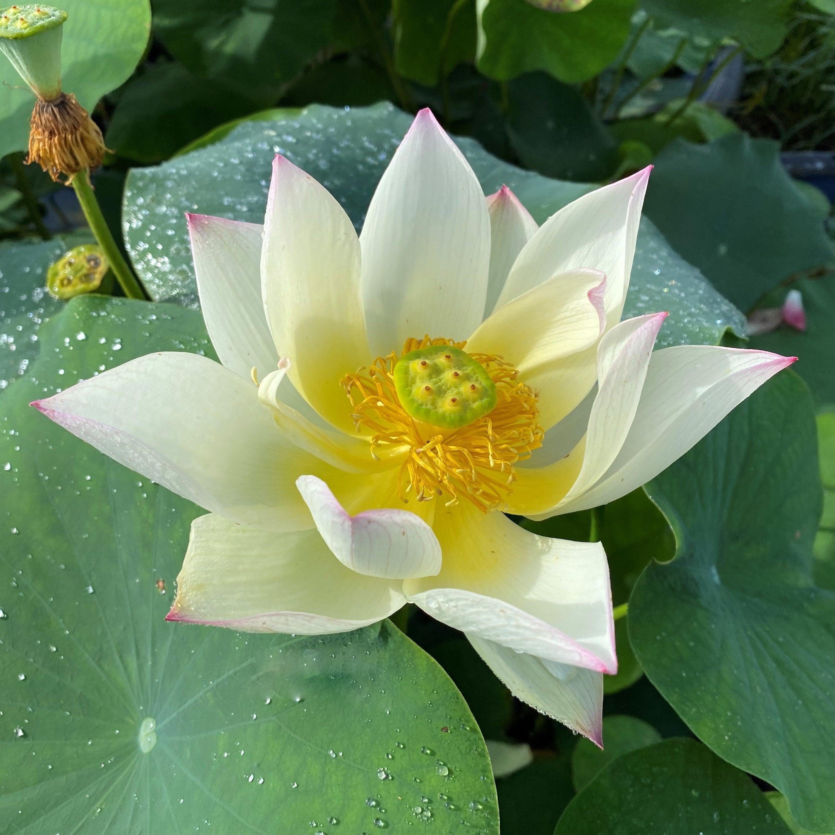 Splendid Sunset Lotus (Bare Root) - Play It Koi