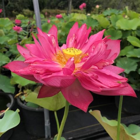 Splendors Red Lotus (Bare Root)