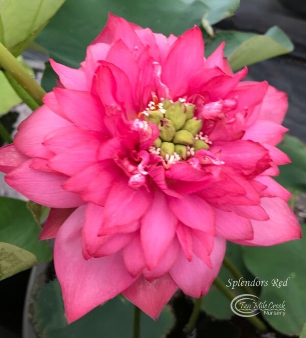 Splendors Red Lotus (Bare Root)