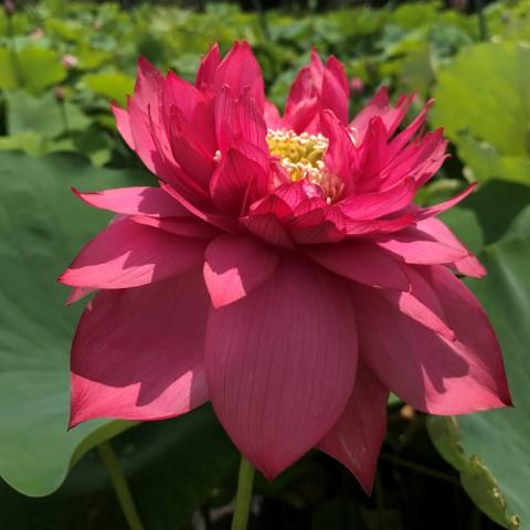 Splendors Red Lotus (Bare Root)