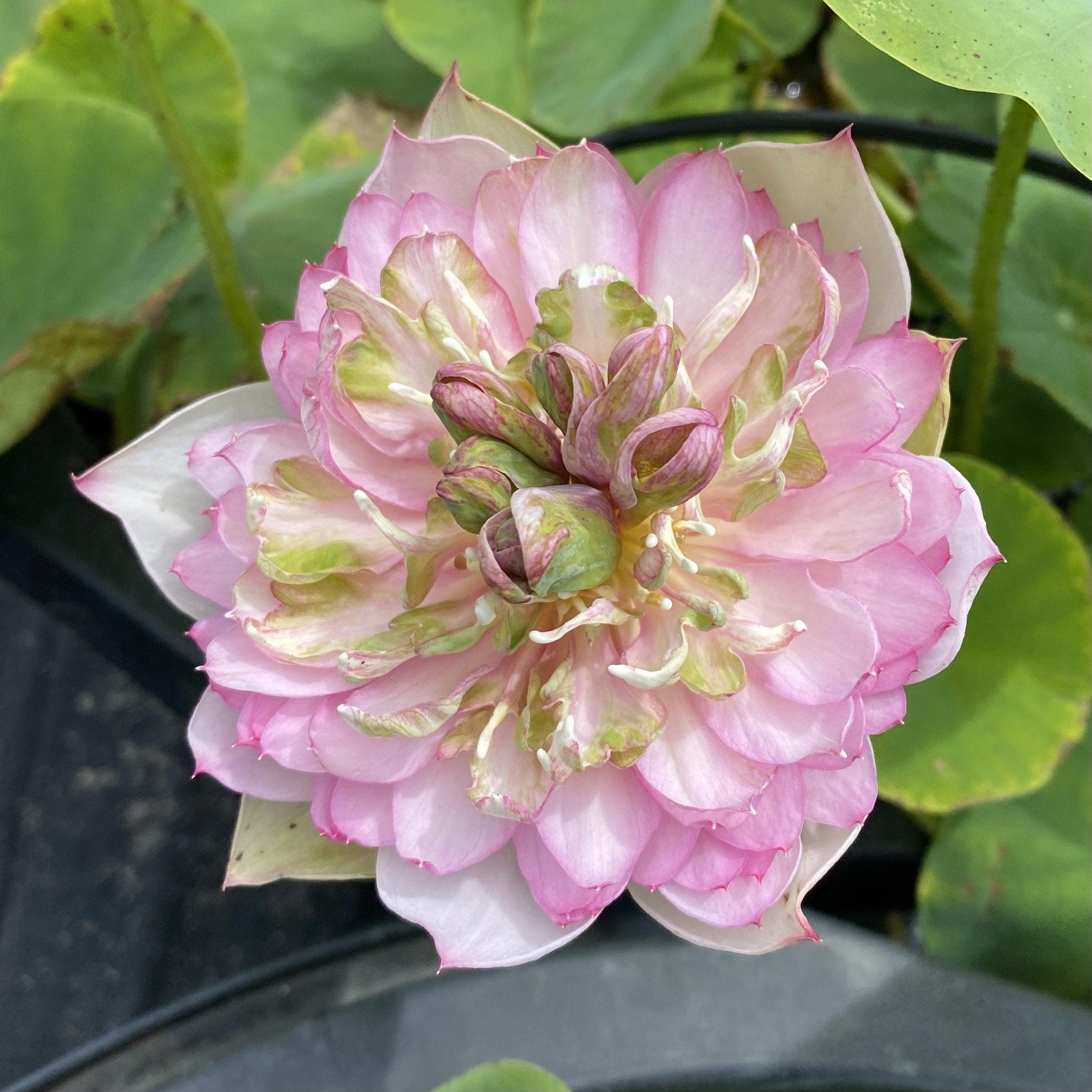 Spring Cherry Lotus (Bare Root) - Play It Koi