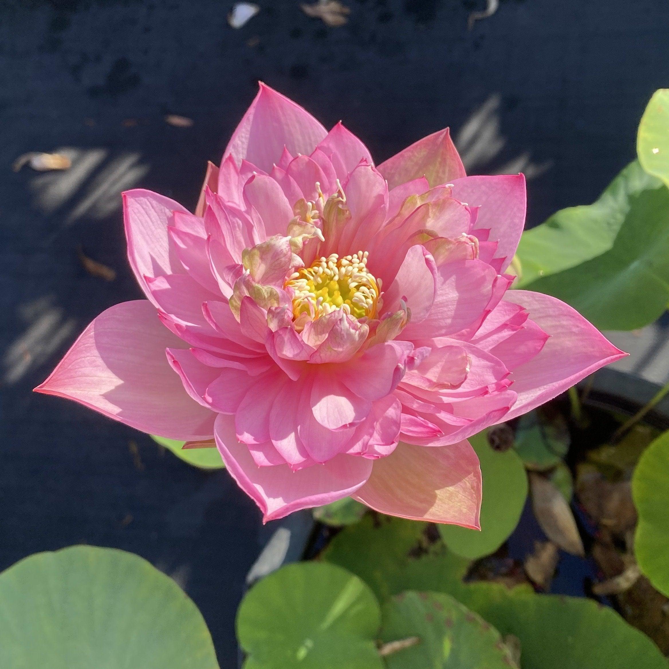 Spring Cherry Lotus (Bare Root) - Play It Koi