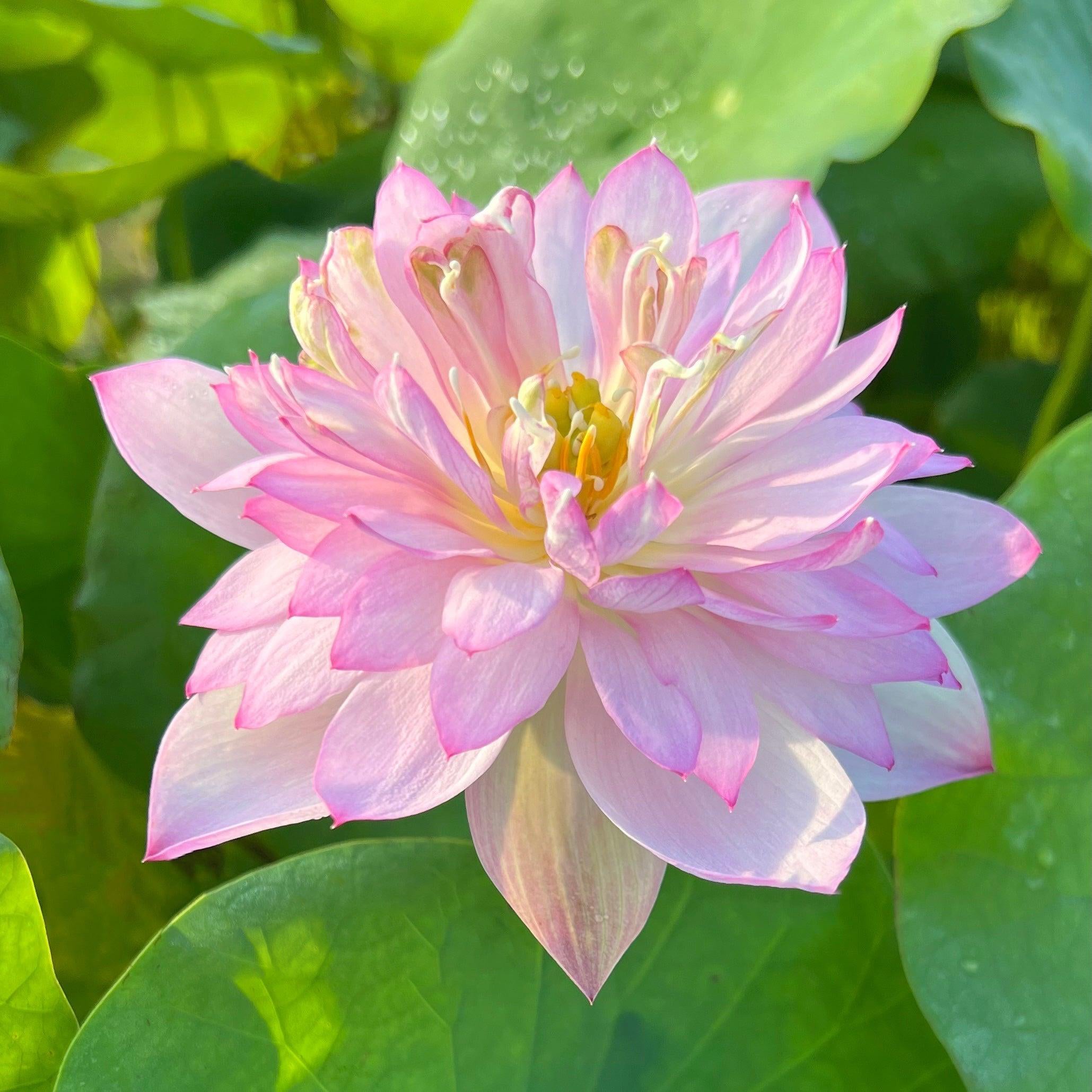 Spring Cherry Lotus (Bare Root) - Play It Koi