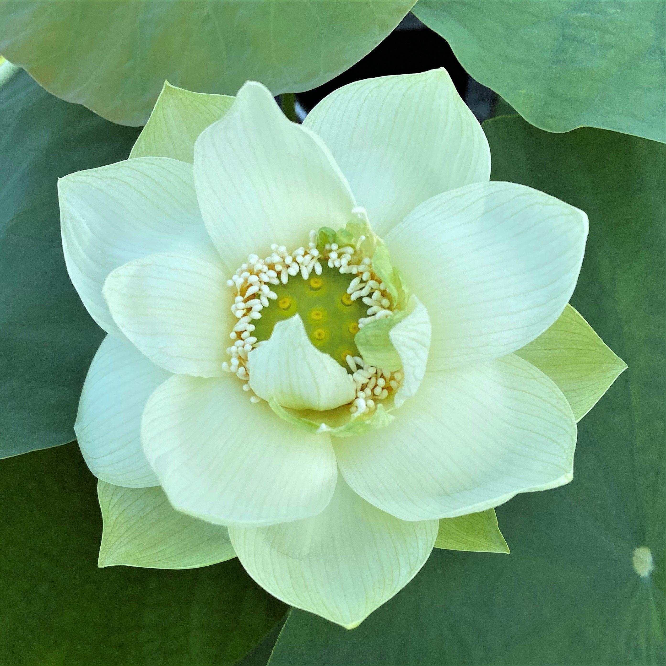 Spring in Nanjing Lotus (Bare Root) - Play It Koi