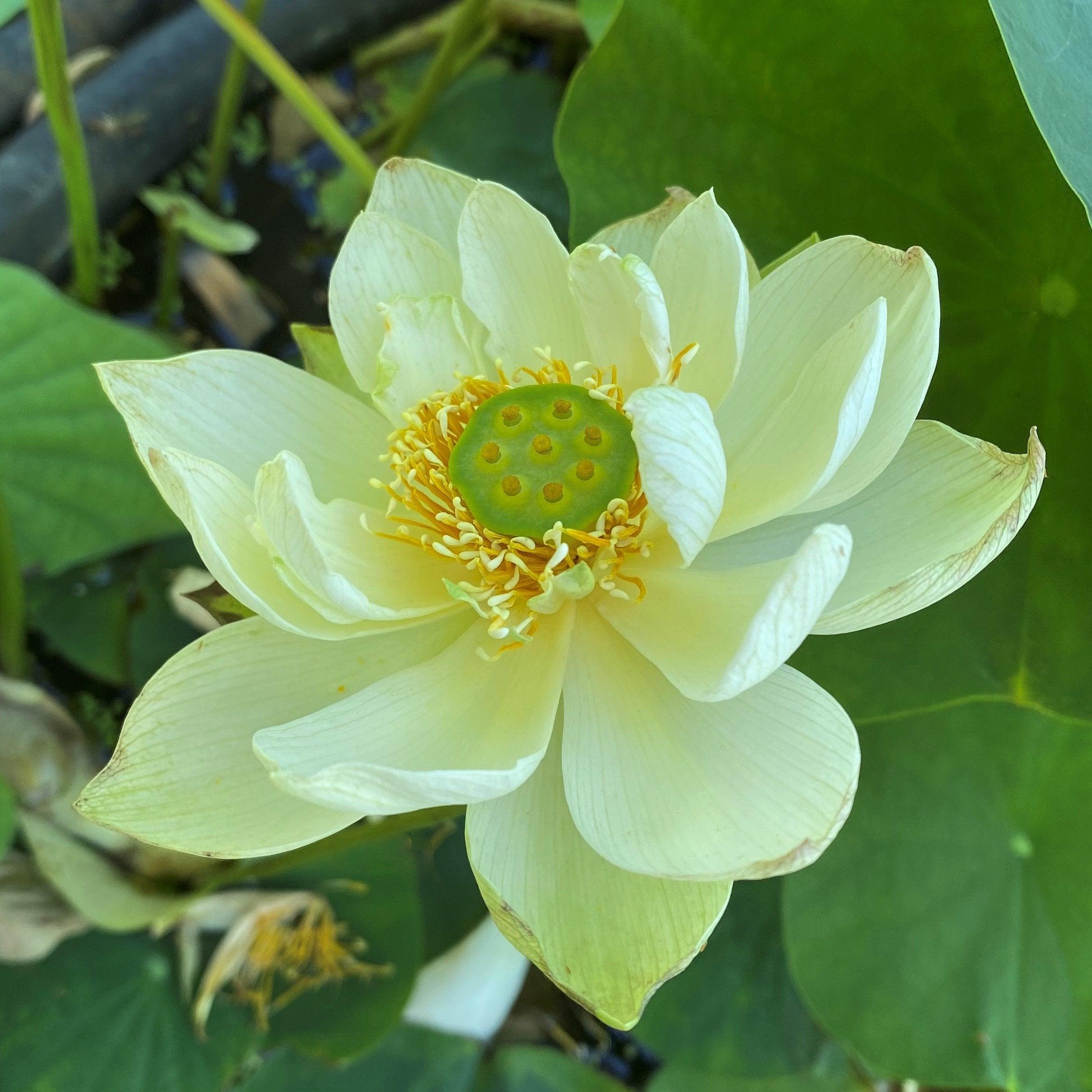 Spring in Nanjing Lotus (Bare Root) - Play It Koi