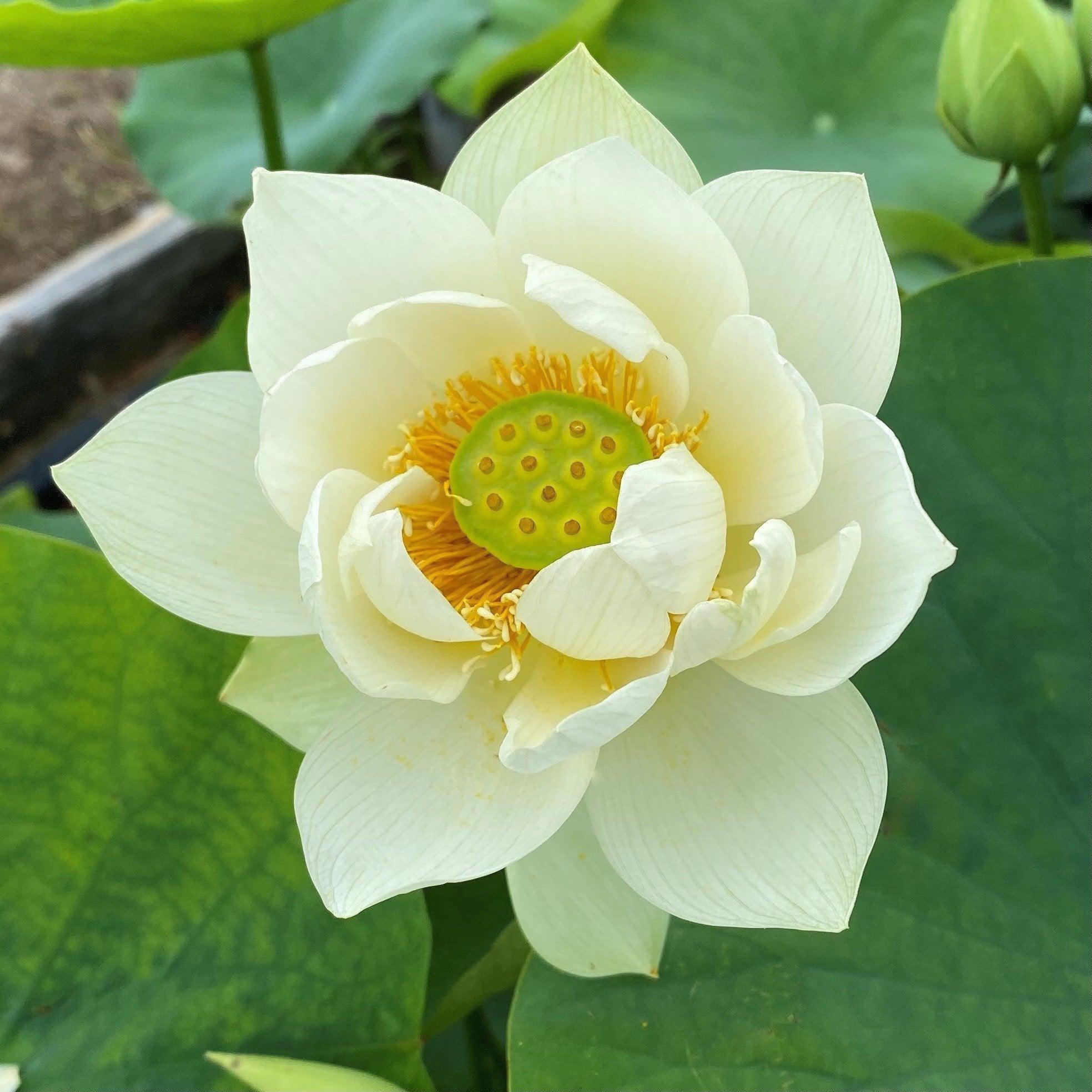 Spring in Nanjing Lotus (Bare Root) - Play It Koi