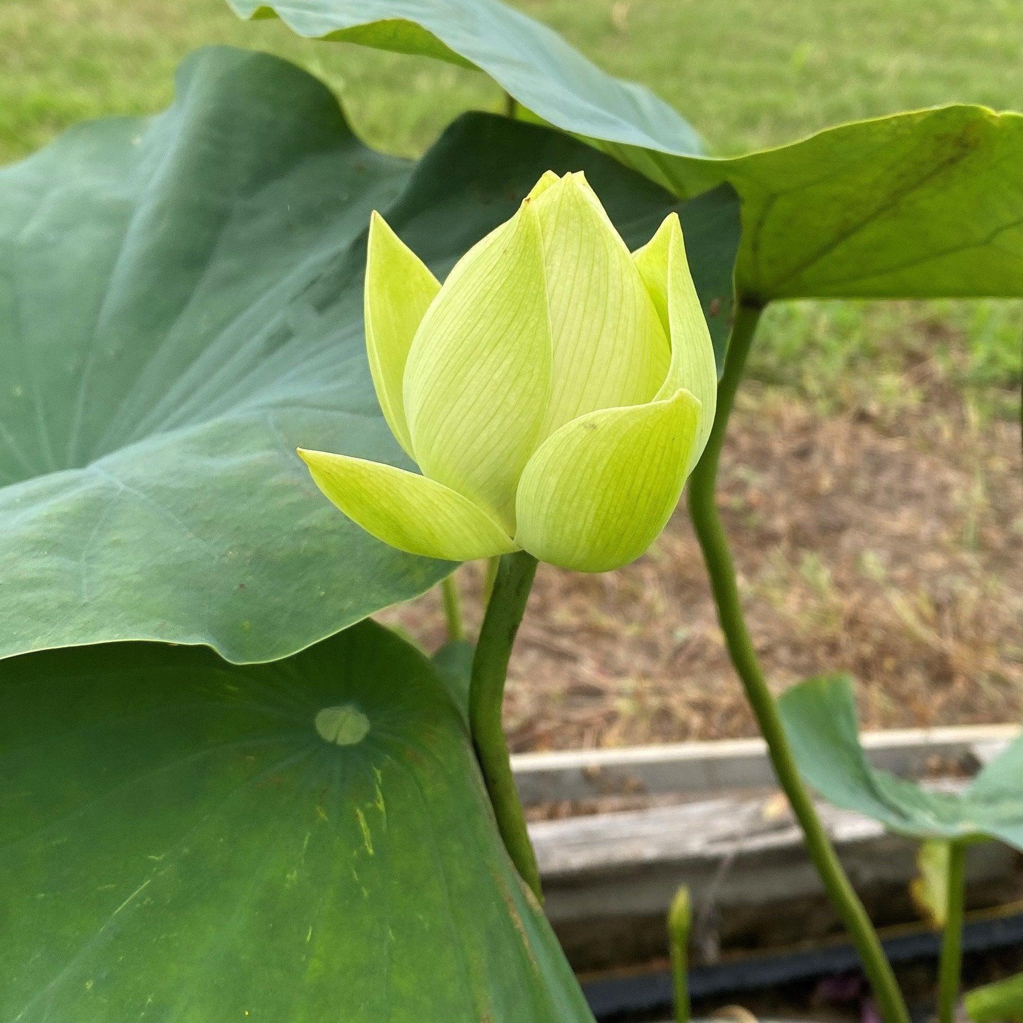Spring in Nanjing Lotus (Bare Root) - Play It Koi