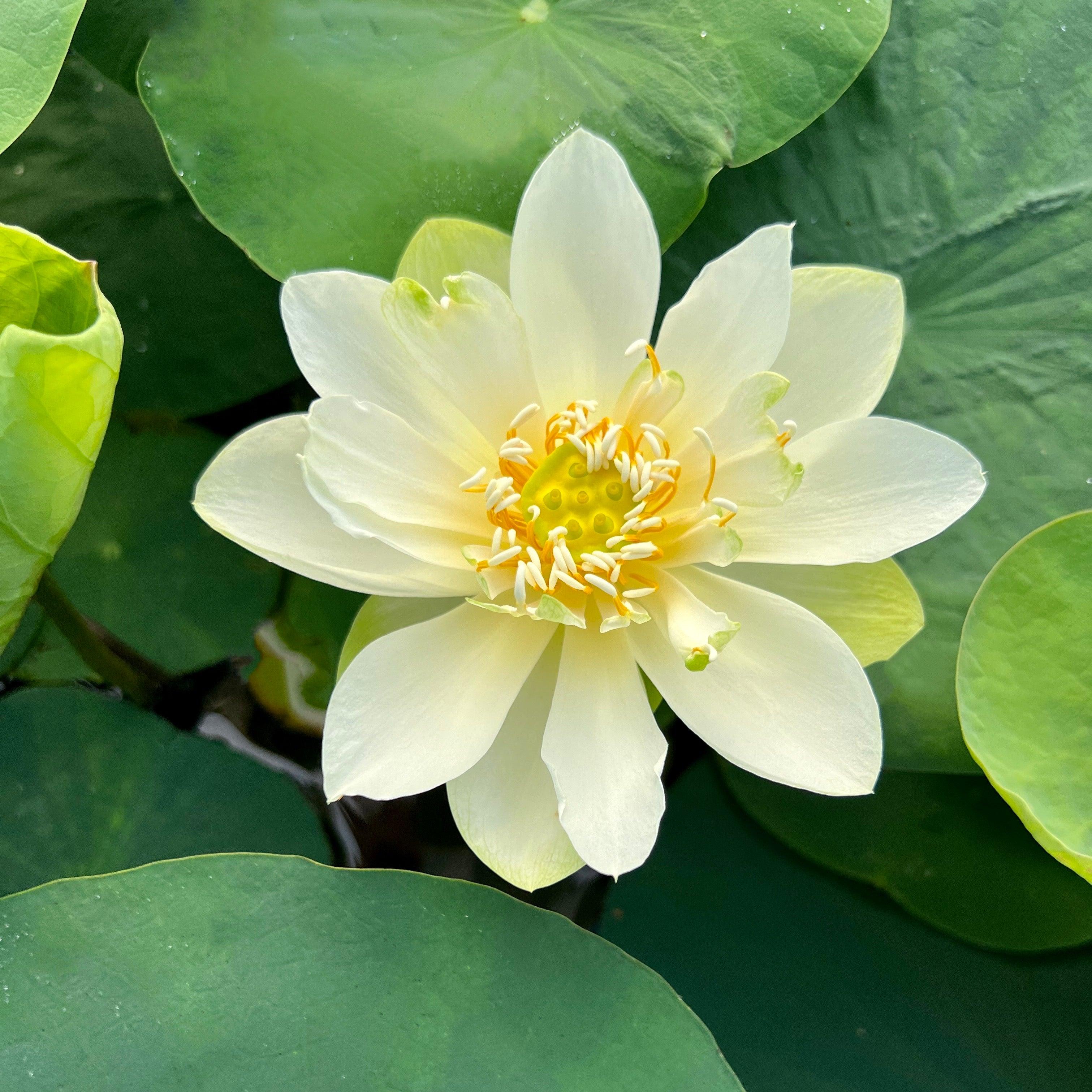 Star of Green - Perfection Every Time Lotus (Bare Root) - Play It Koi