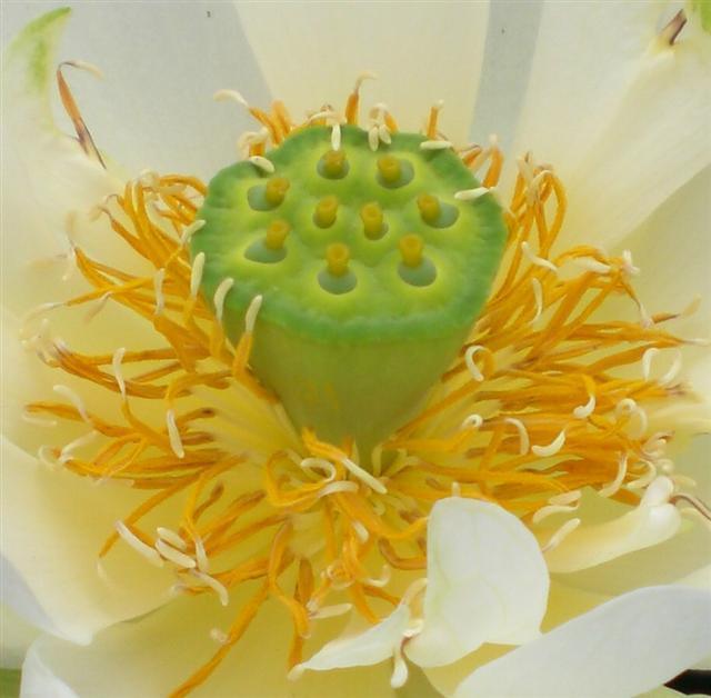 Star of Green - Perfection Every Time Lotus (Bare Root) - Play It Koi