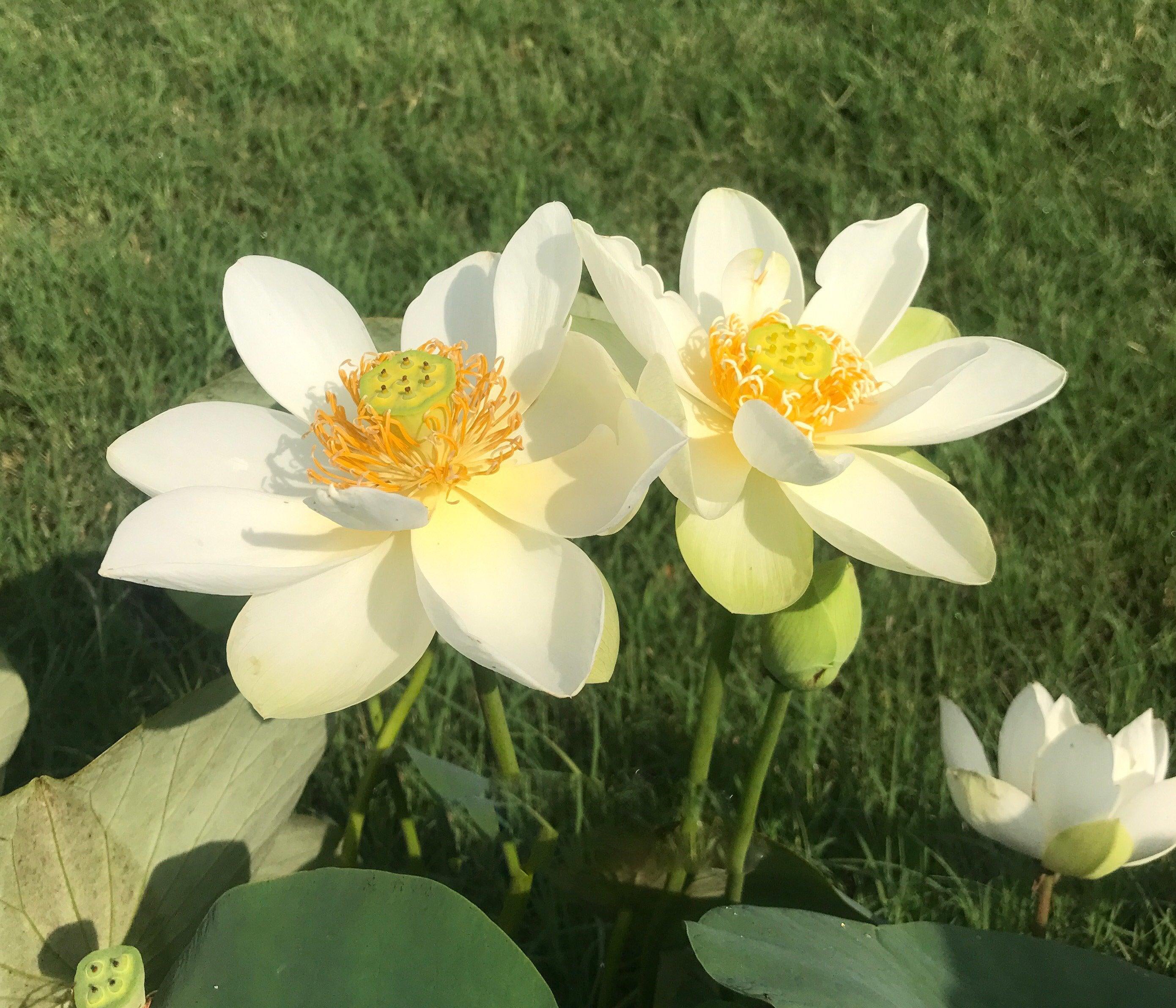 Star of Green - Perfection Every Time Lotus (Bare Root) - Play It Koi