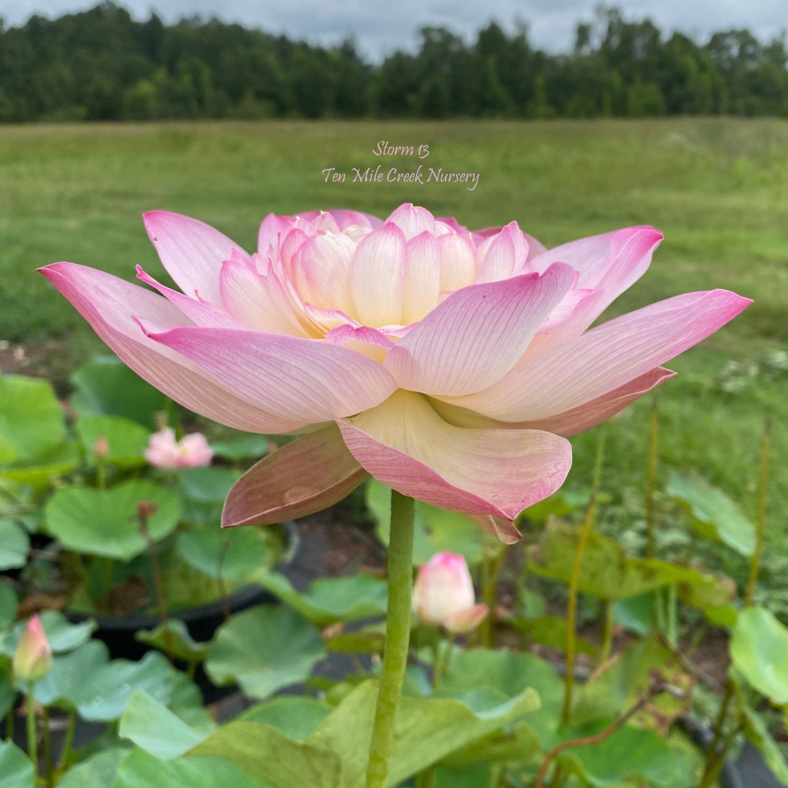 Storm 13 - Beauty Blowing Through Lotus (Bare Root) - Play It Koi