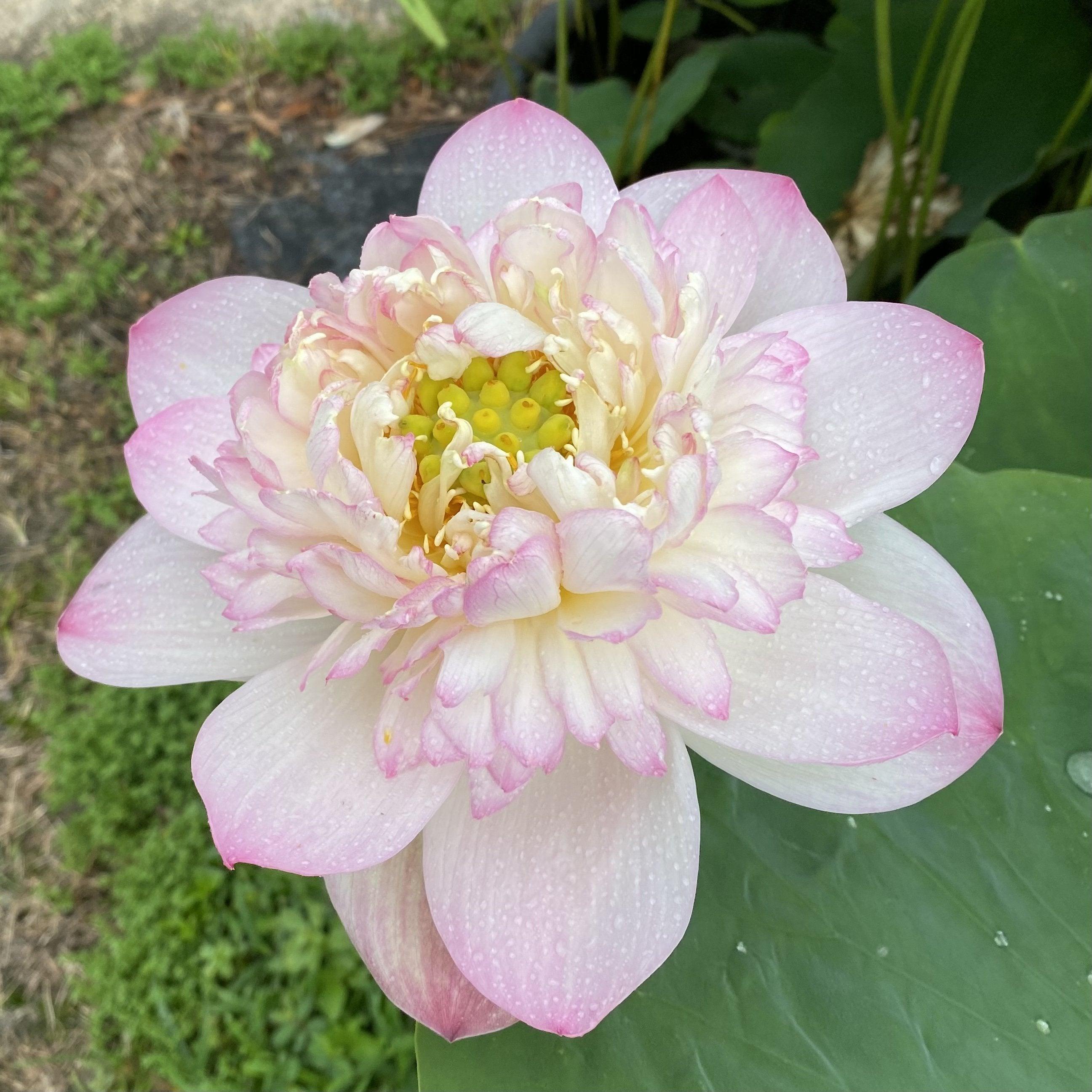 Storm 13 - Beauty Blowing Through Lotus (Bare Root) - Play It Koi