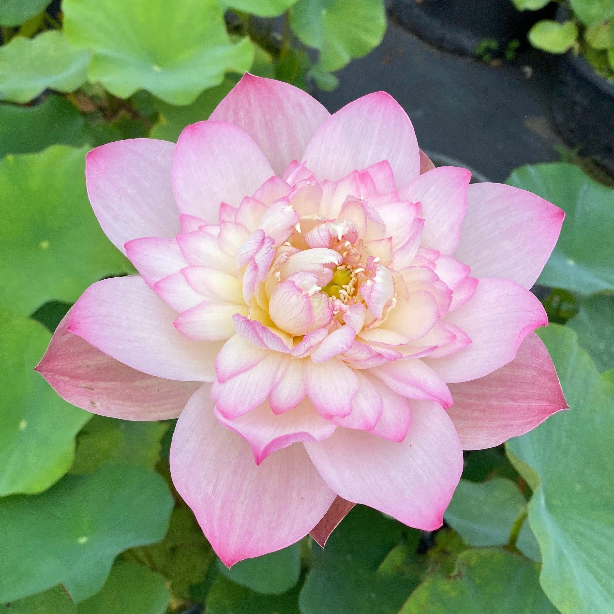 Storm 13 - Beauty Blowing Through Lotus (Bare Root) - Play It Koi