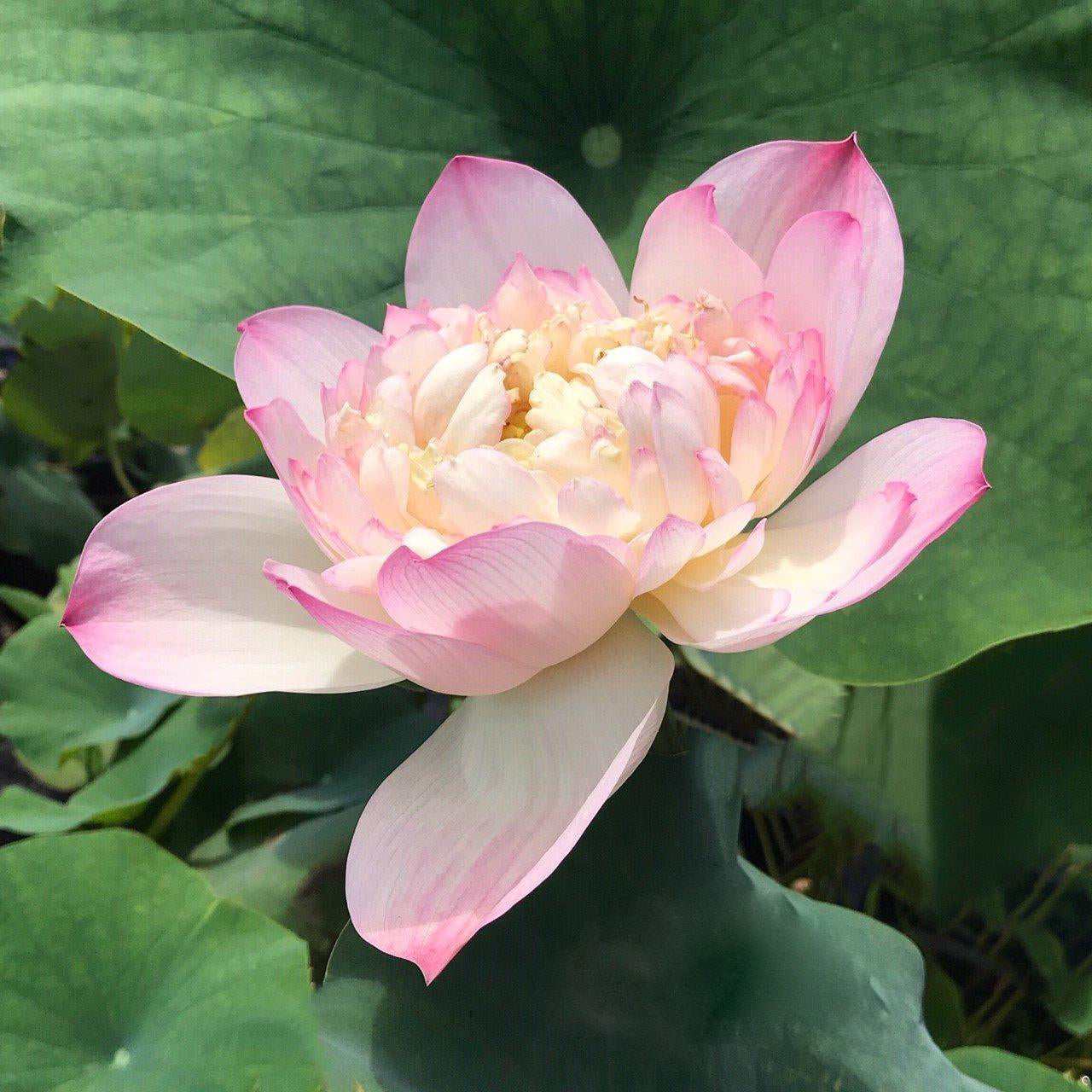 Storm 13 - Beauty Blowing Through Lotus (Bare Root) - Play It Koi