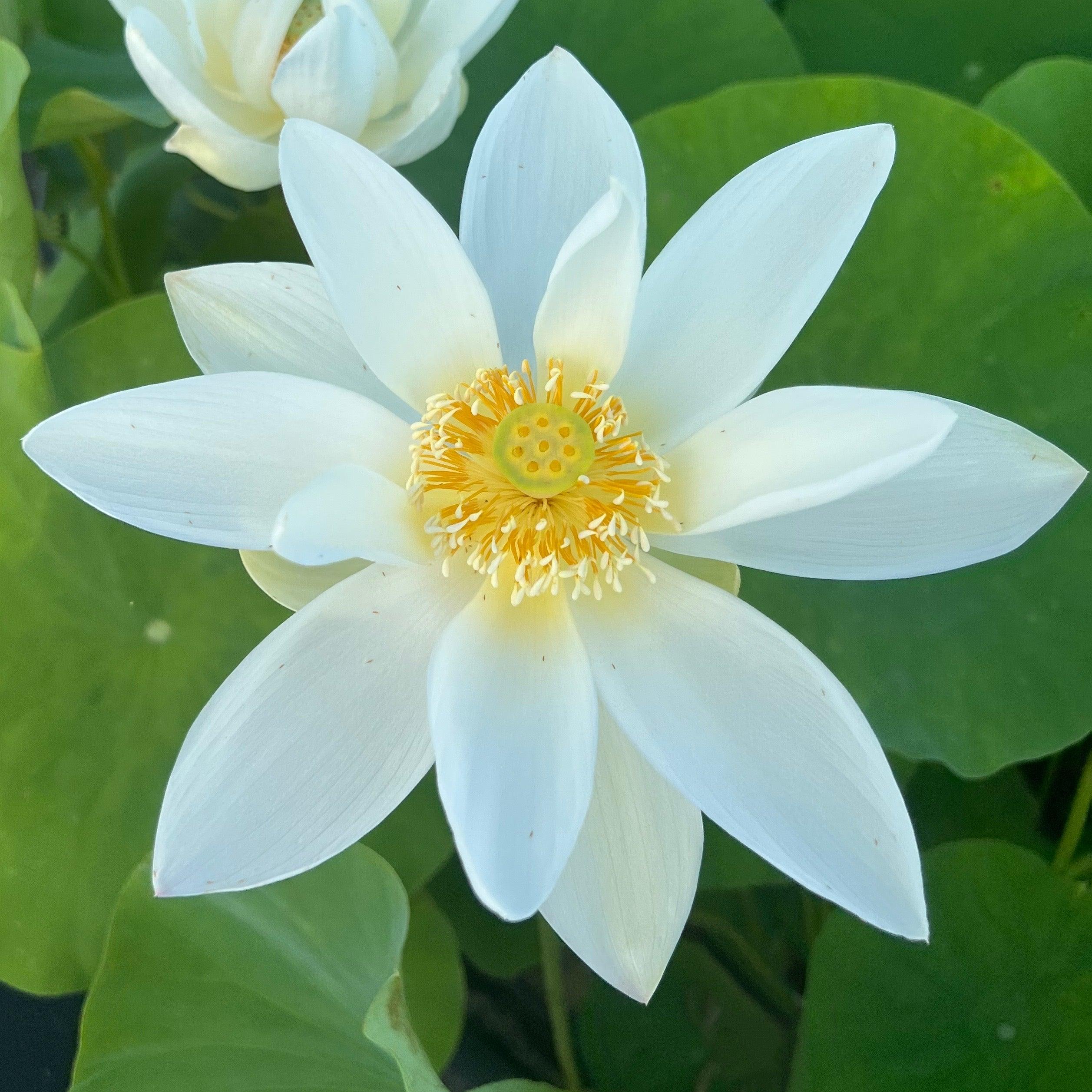 Sun on Snow - Gold and White Lotus (Bare Root) - Play It Koi