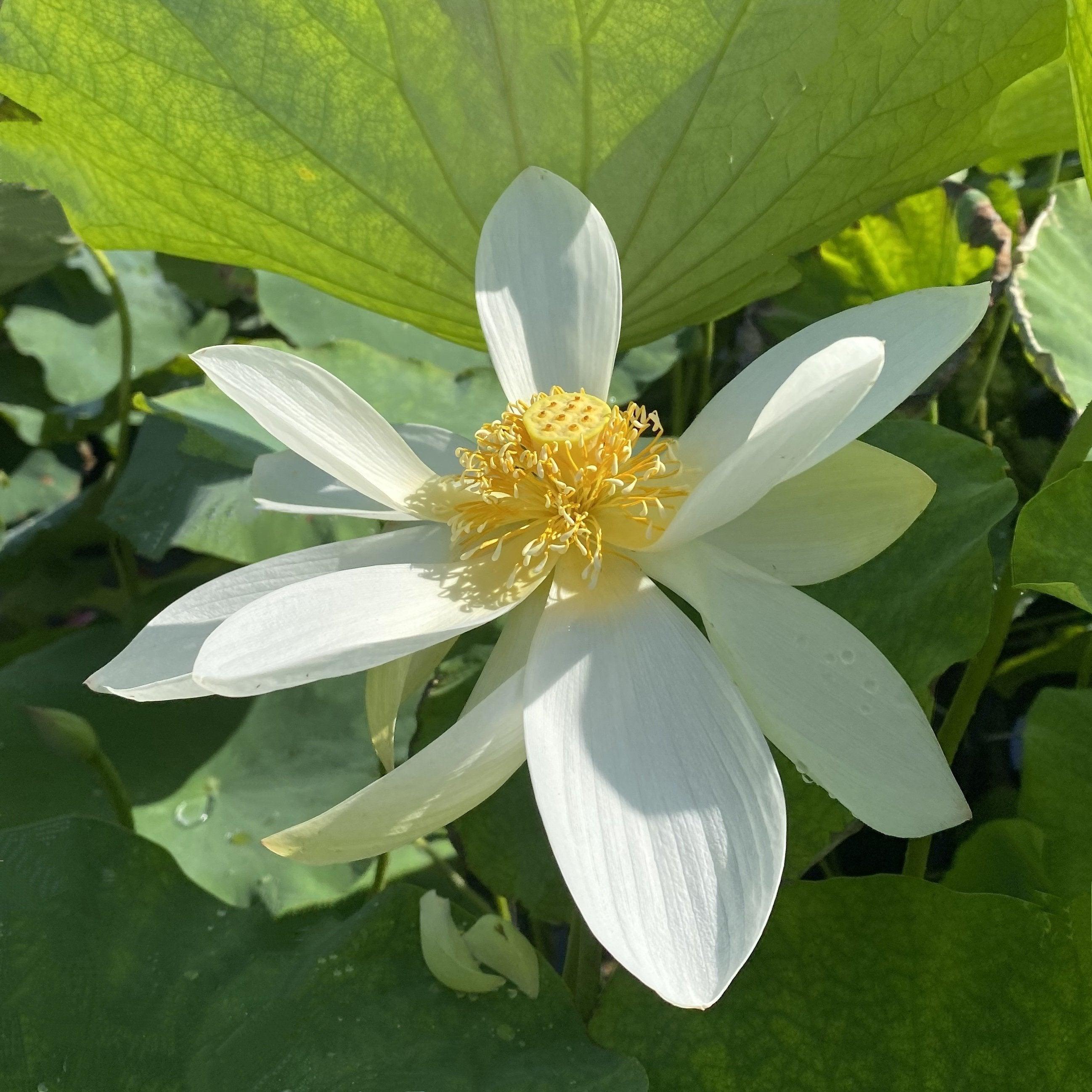 Sun on Snow - Gold and White Lotus (Bare Root) - Play It Koi