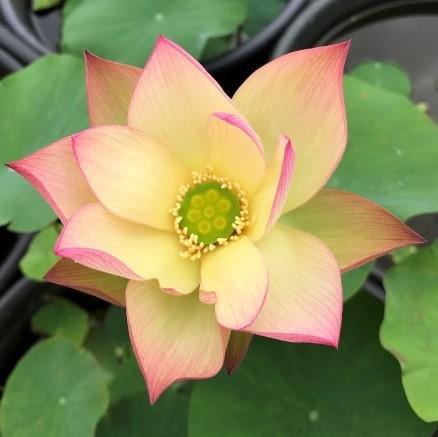 Sunrise Brocade - Amazing Color Lotus (Bare Root) - Play It Koi