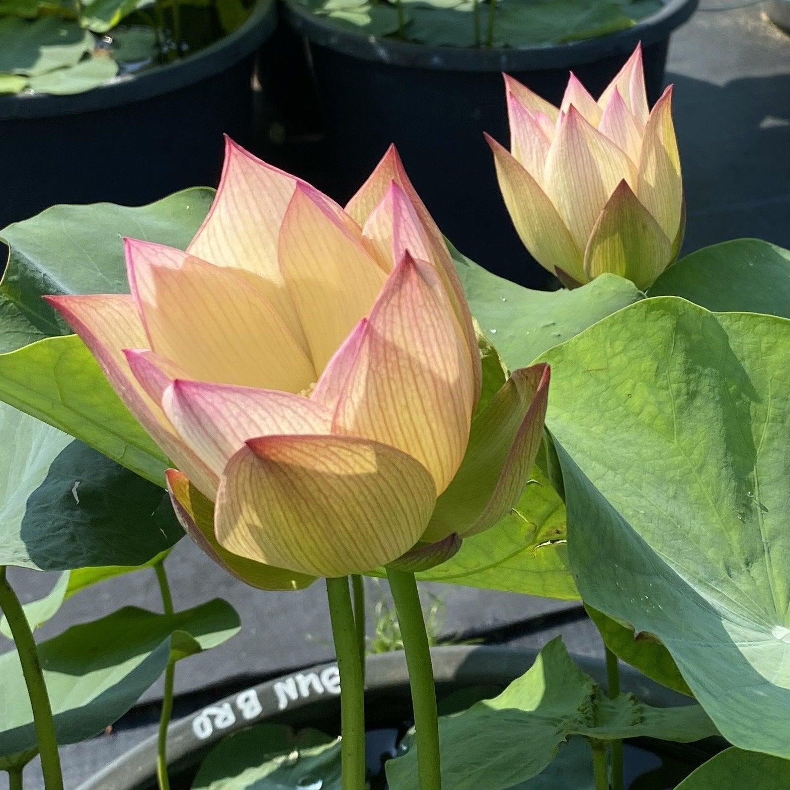 Sunrise Brocade - Amazing Color Lotus (Bare Root) - Play It Koi