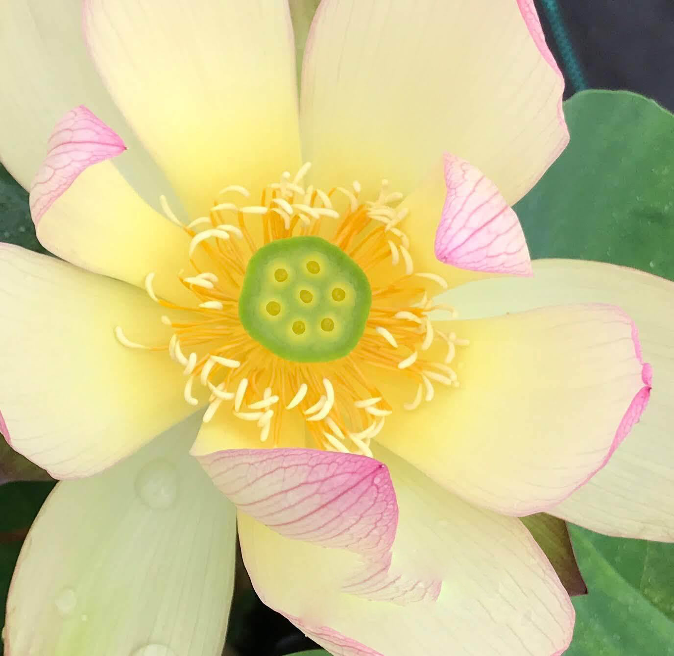 Sunrise Brocade - Amazing Color Lotus (Bare Root) - Play It Koi